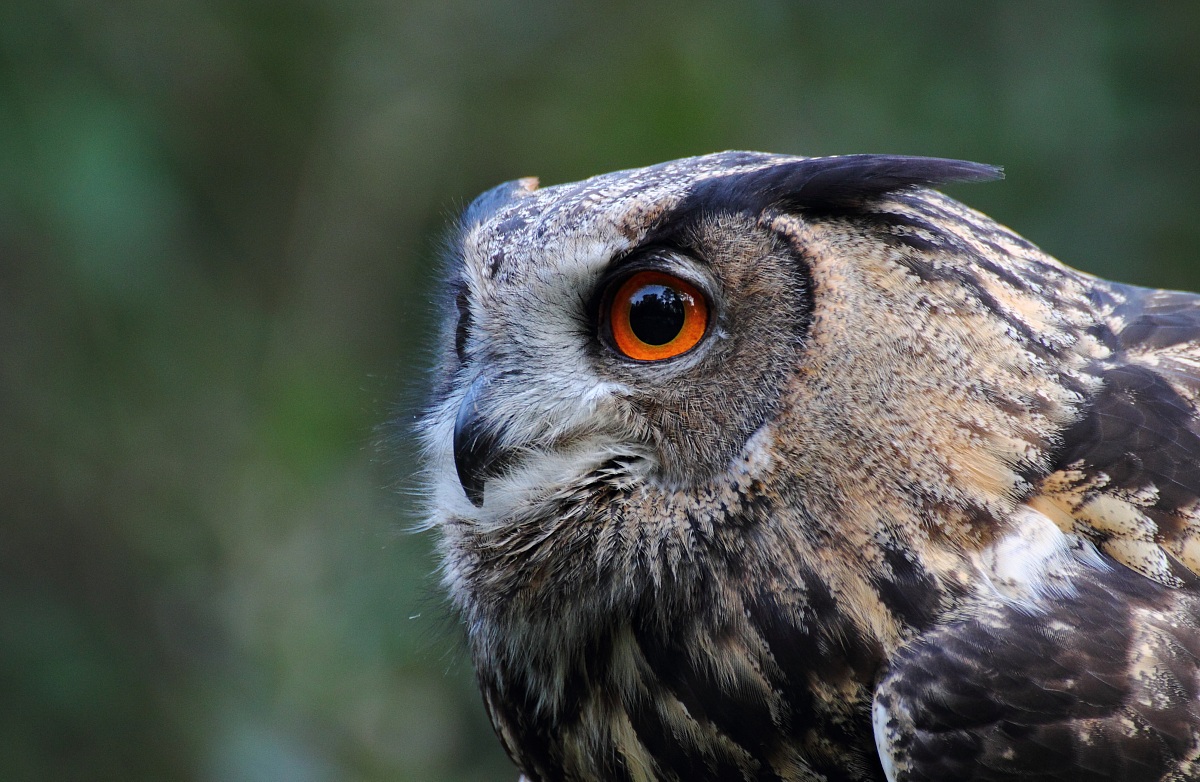 primo piano Gufo reale (Bubo bubo)