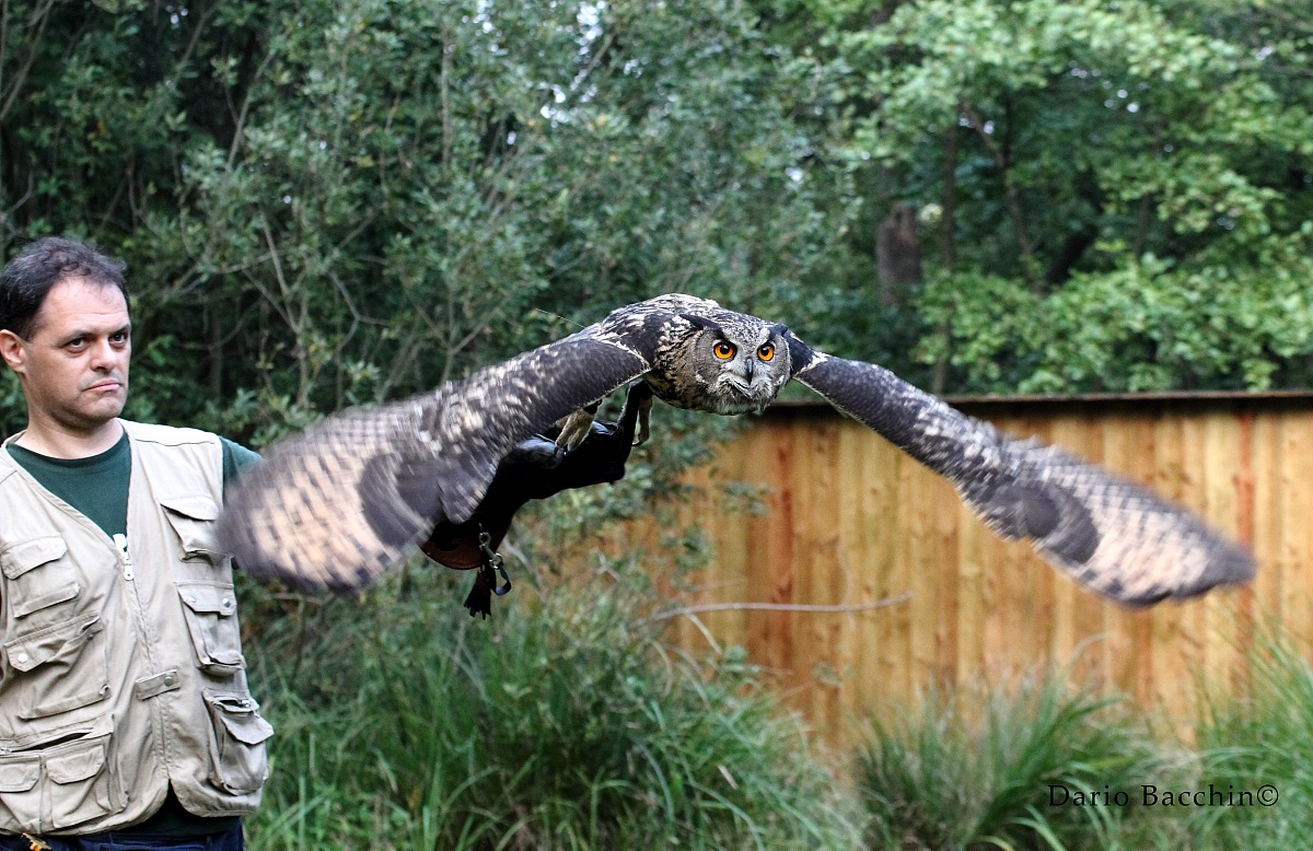 Gufo reale (Bubo bubo) in volo