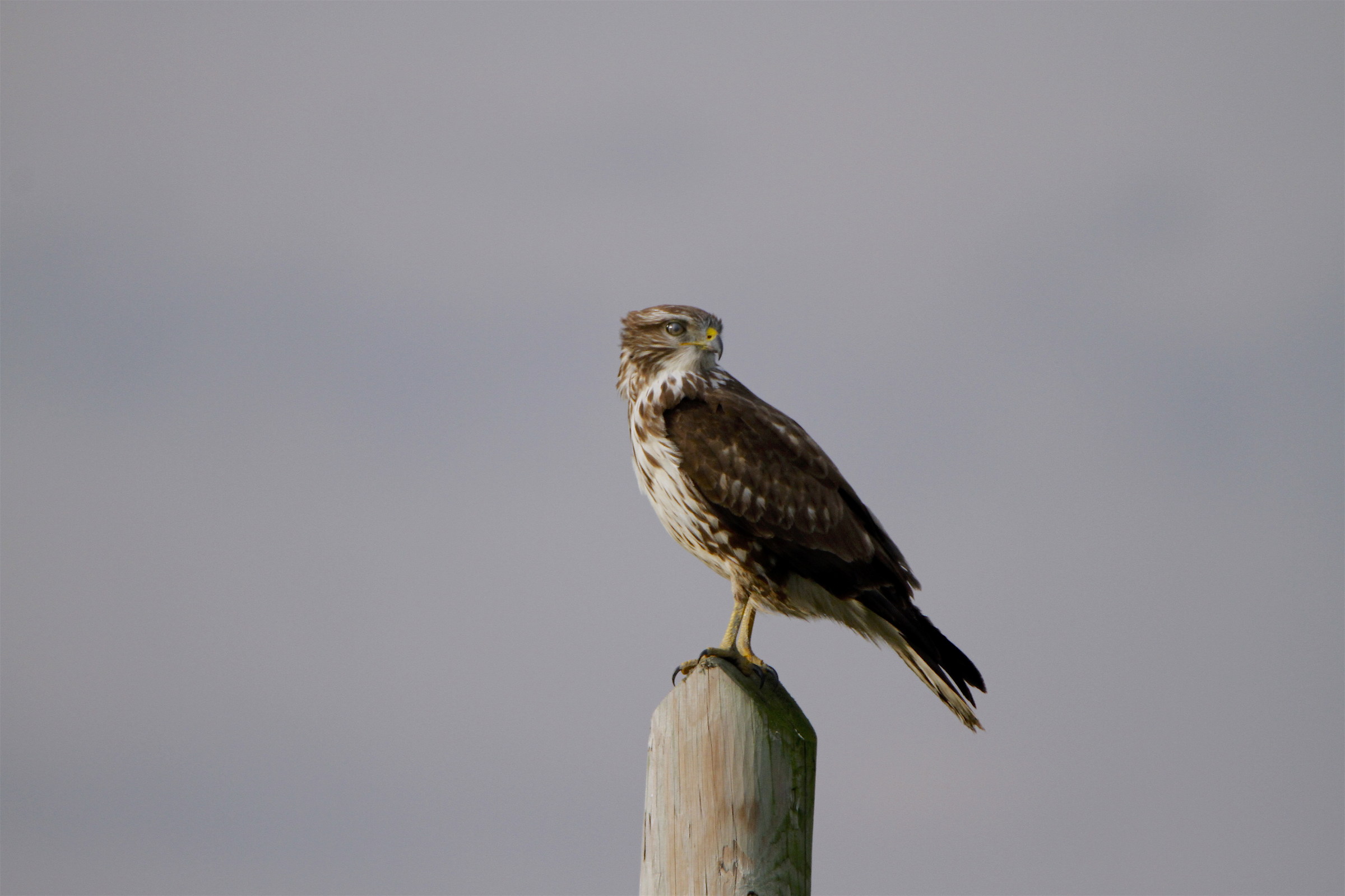 Buzzard