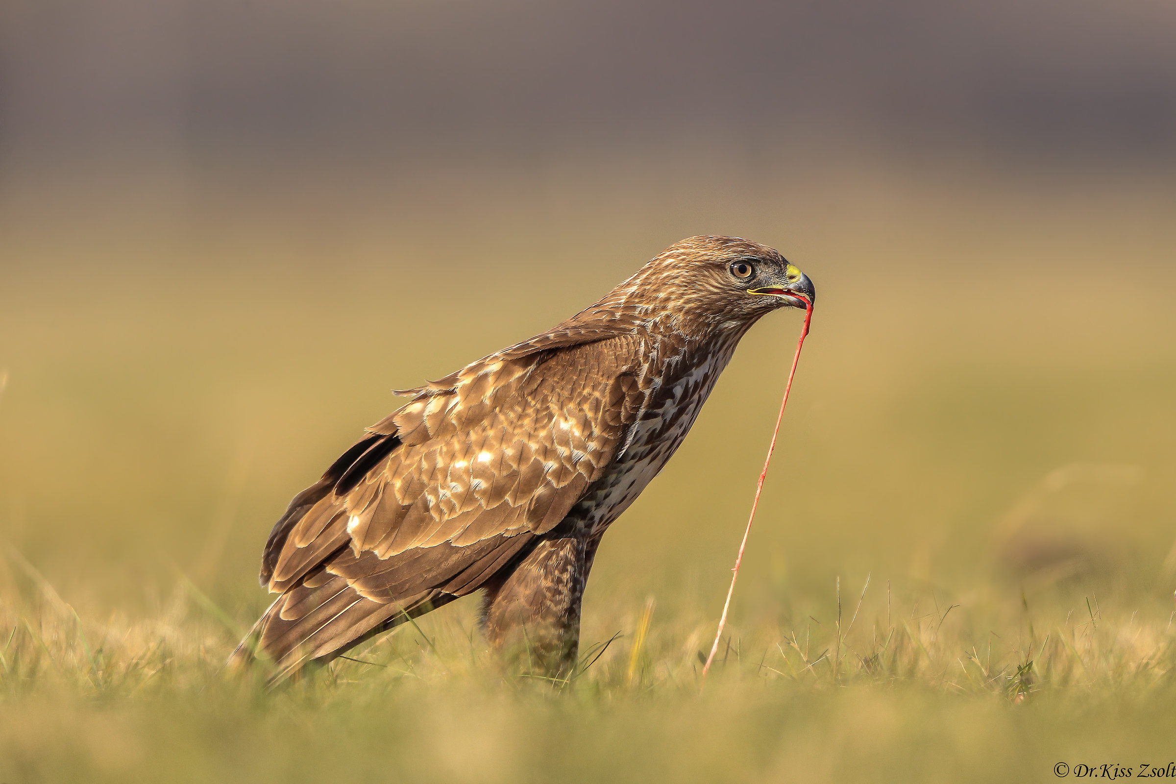 Alimentazione della buzzard