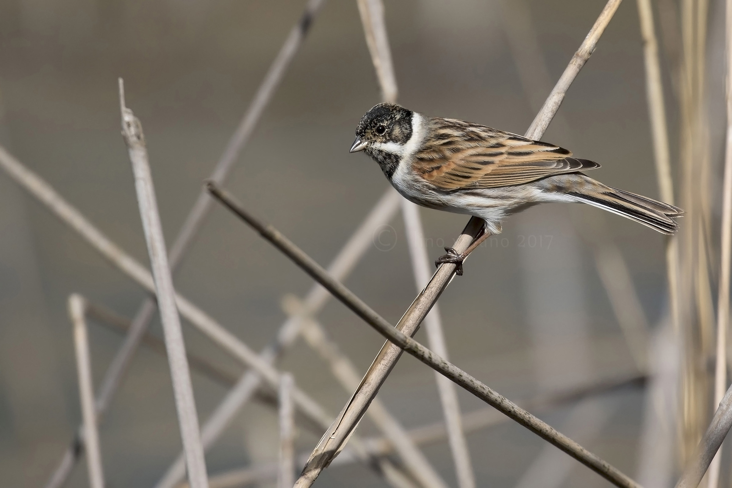 Migliarino di palude maschio (Emberiza schoeniclus)