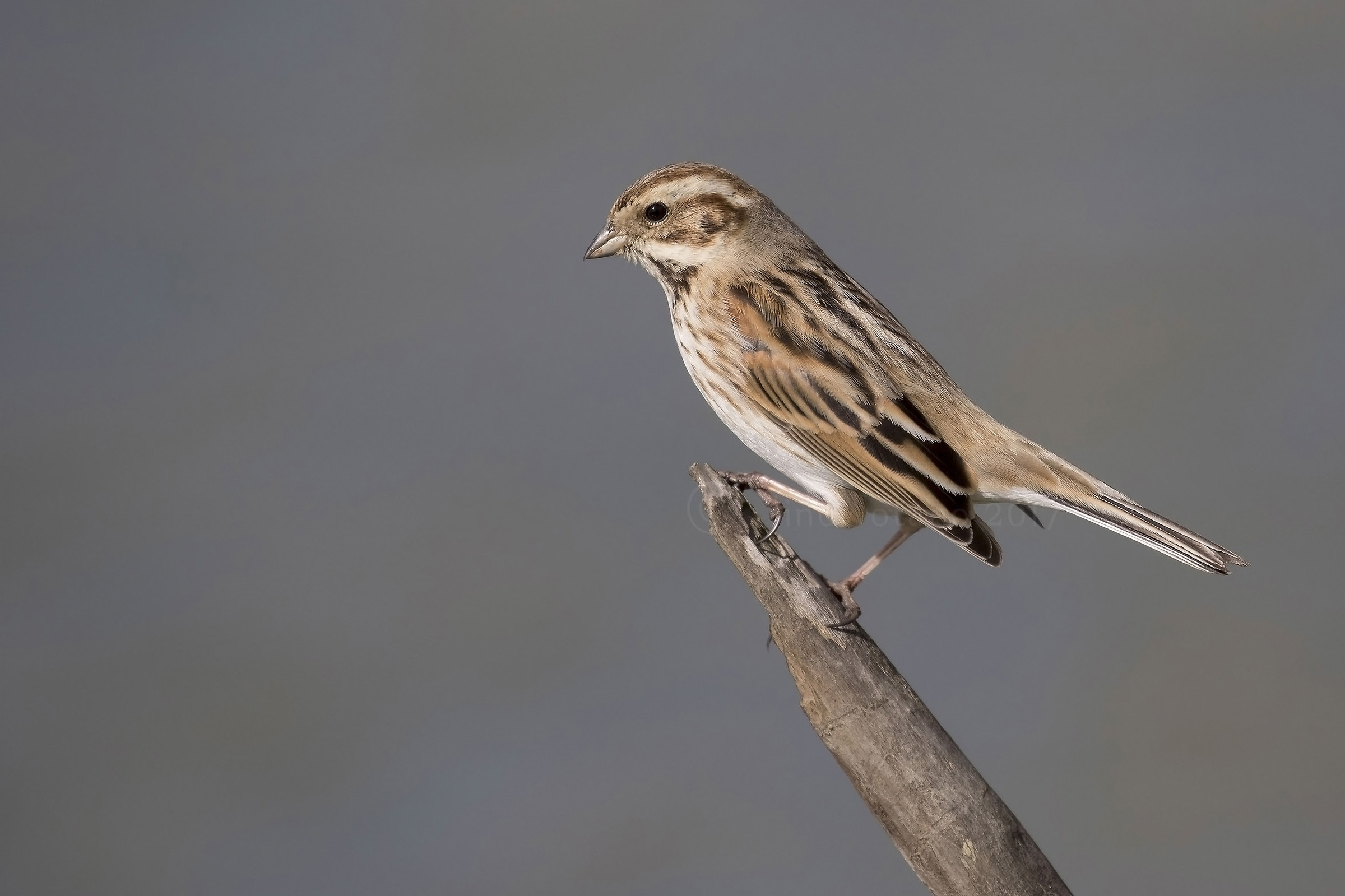 Migliarino di palude femmina (Emberiza schoeniclus)