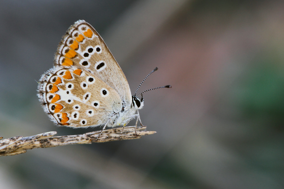 Aricia agestis