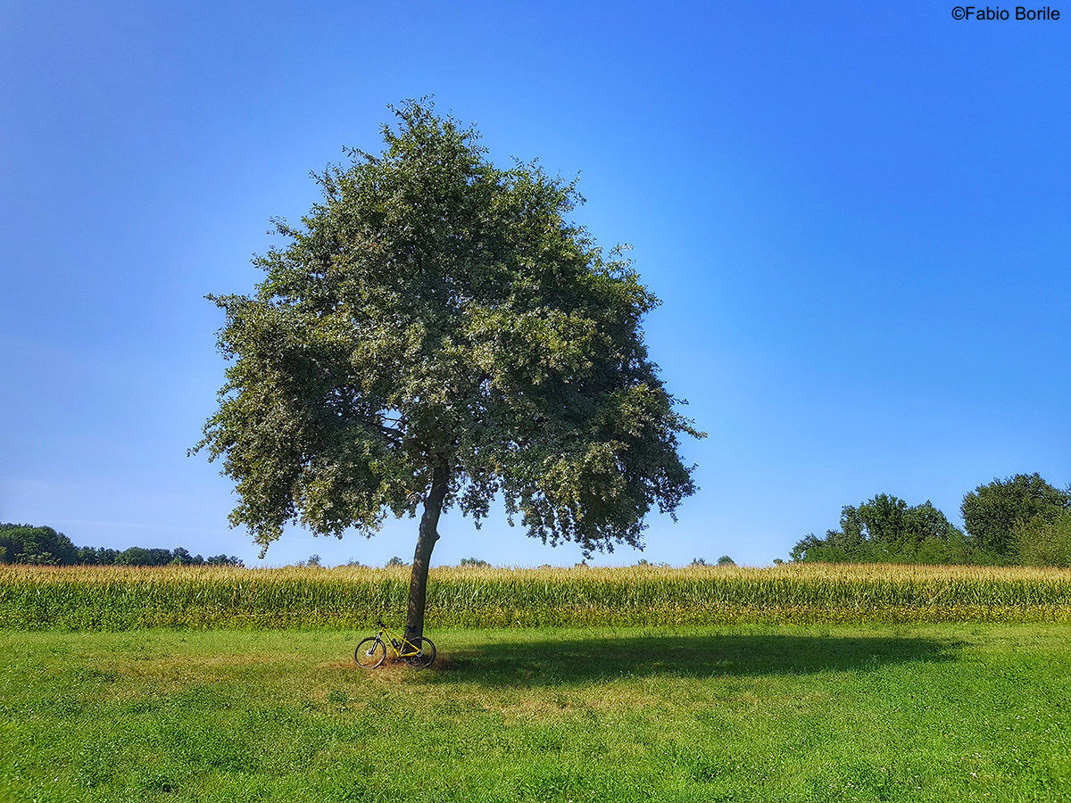 A tree and a mountain bike