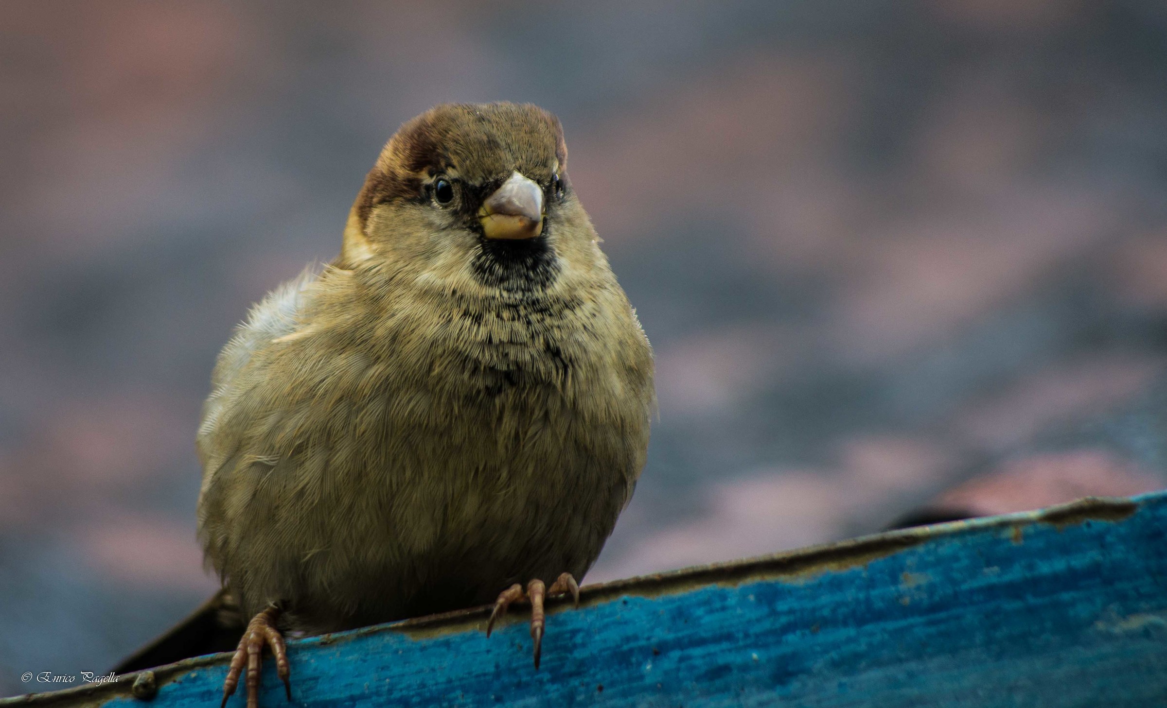 semplicemente passerotto
