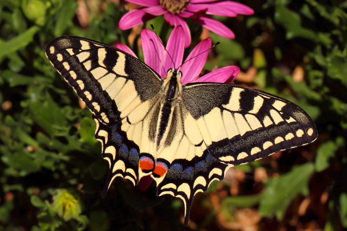 Papilio Machaon - Machaon
