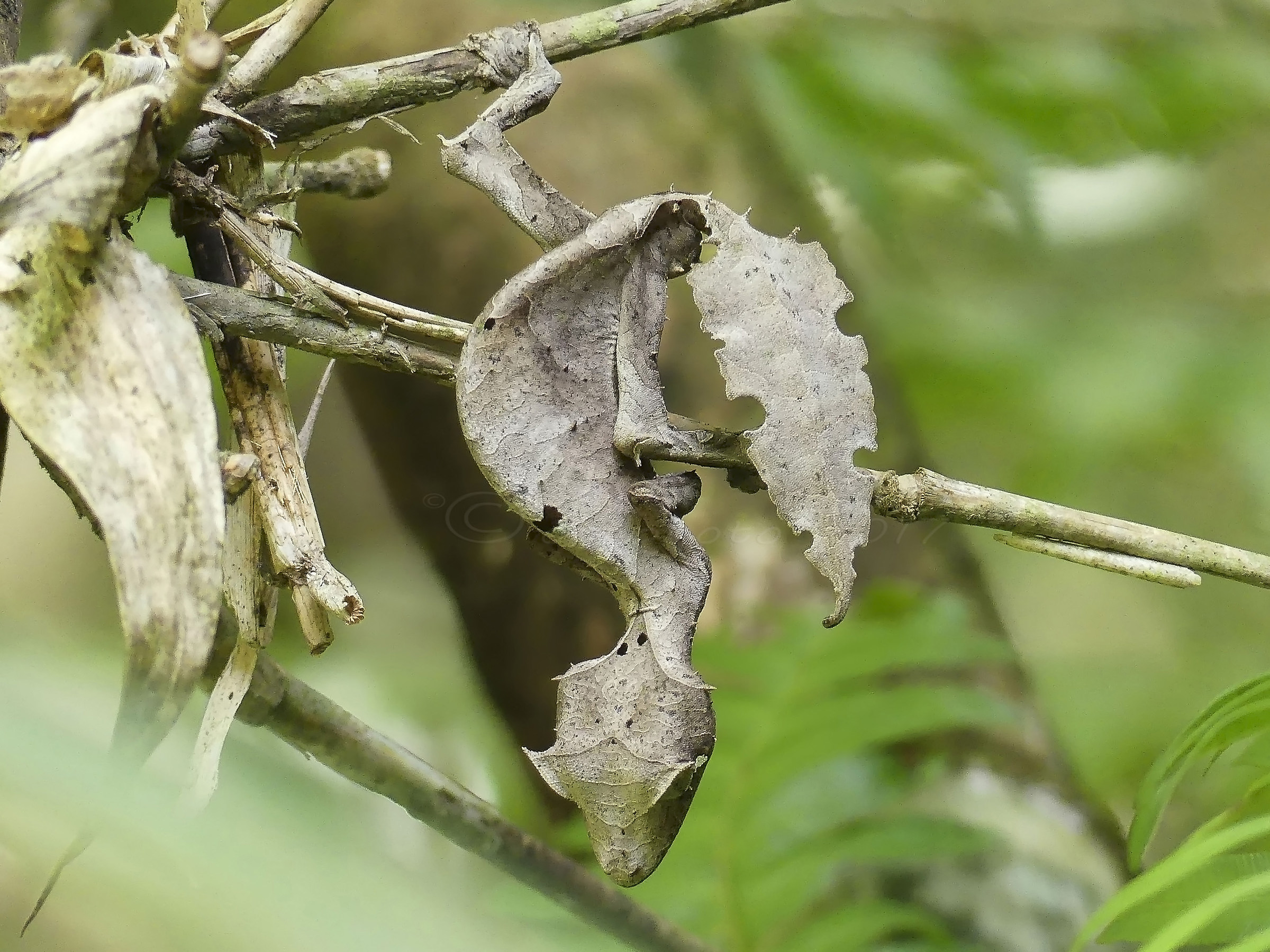 Geco "coda foglia"  (Uroplatus sikorae)
