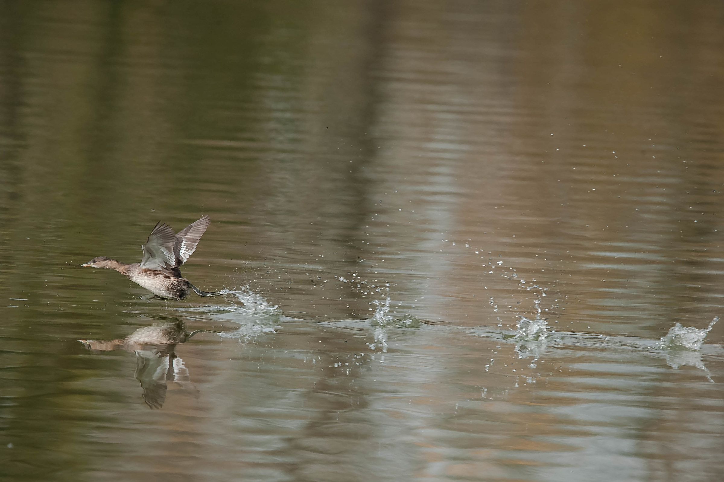 pistaaaaa son di maranello