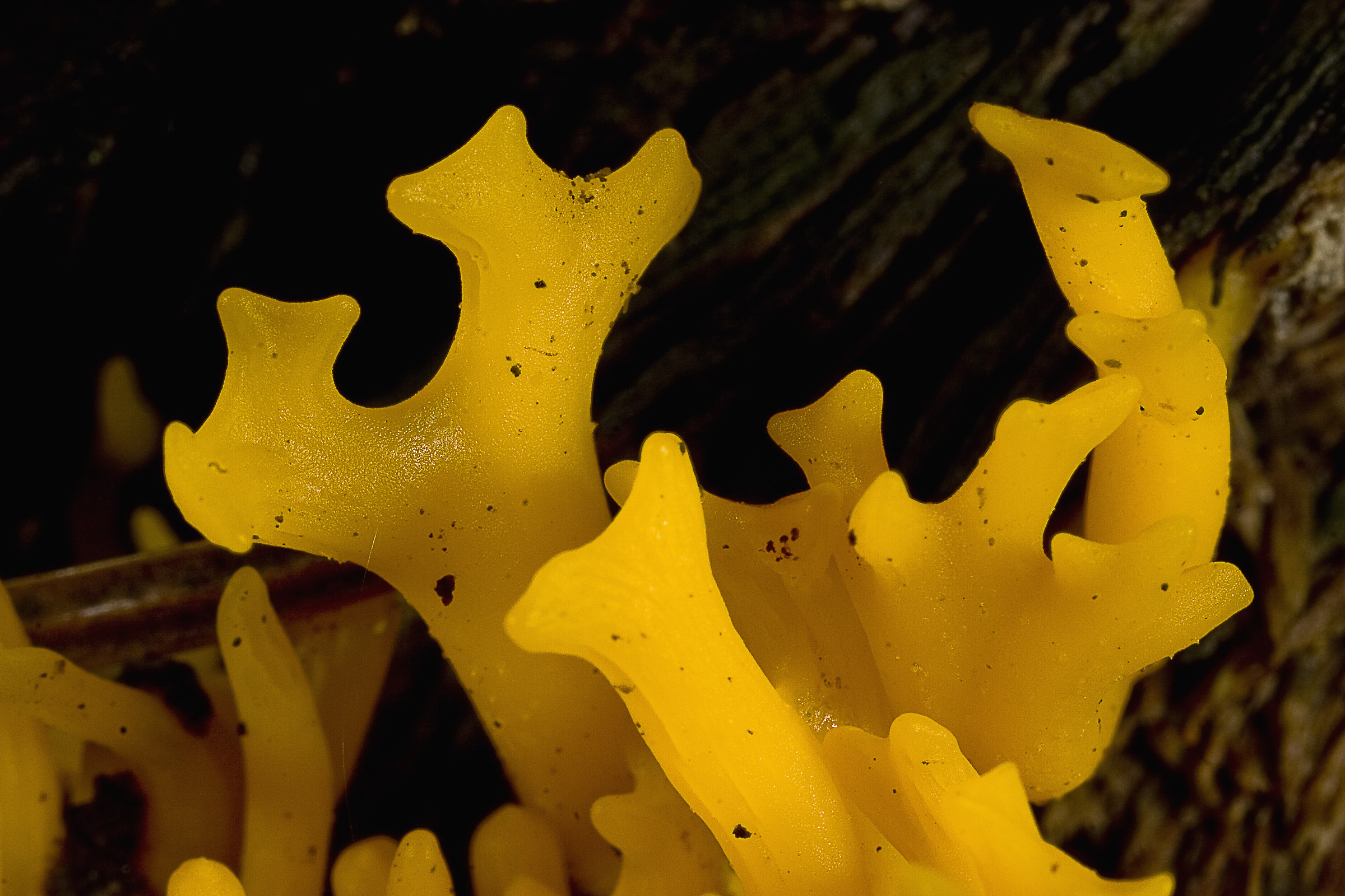 Colonia di microspore