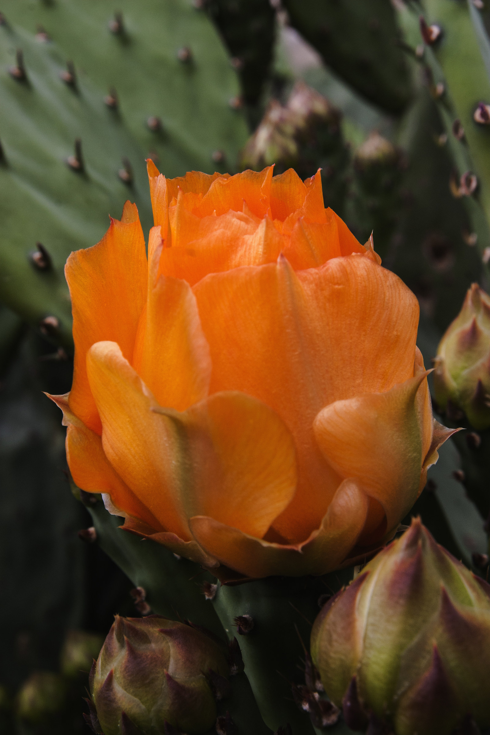 Fiore di fico d'india