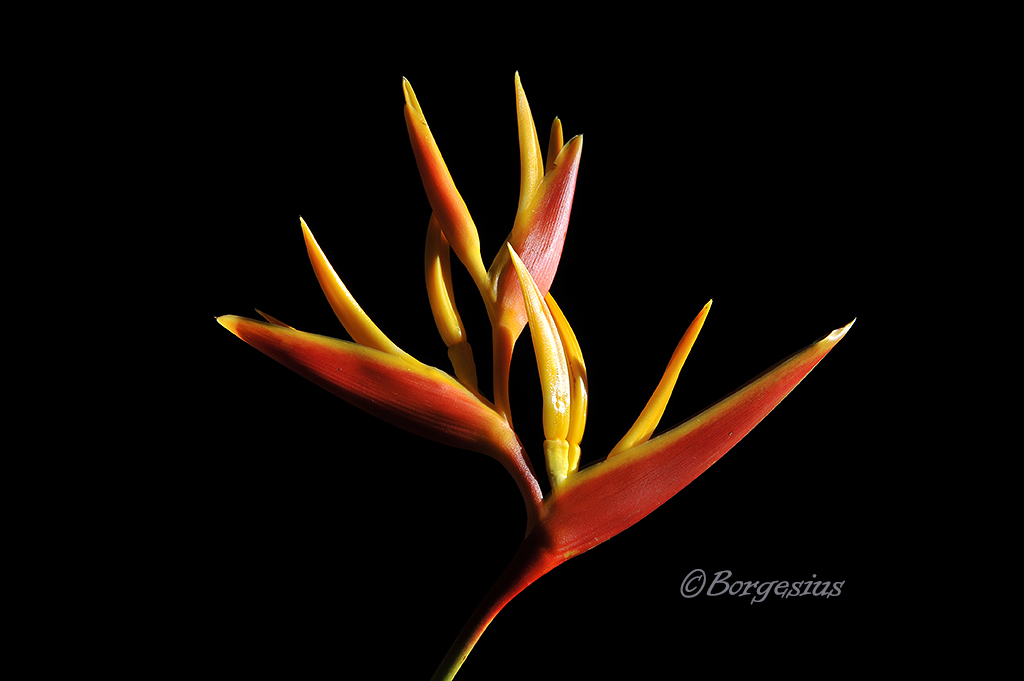 Heliconia
