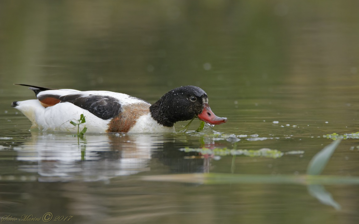Volpoca (Tadorna tadorna)