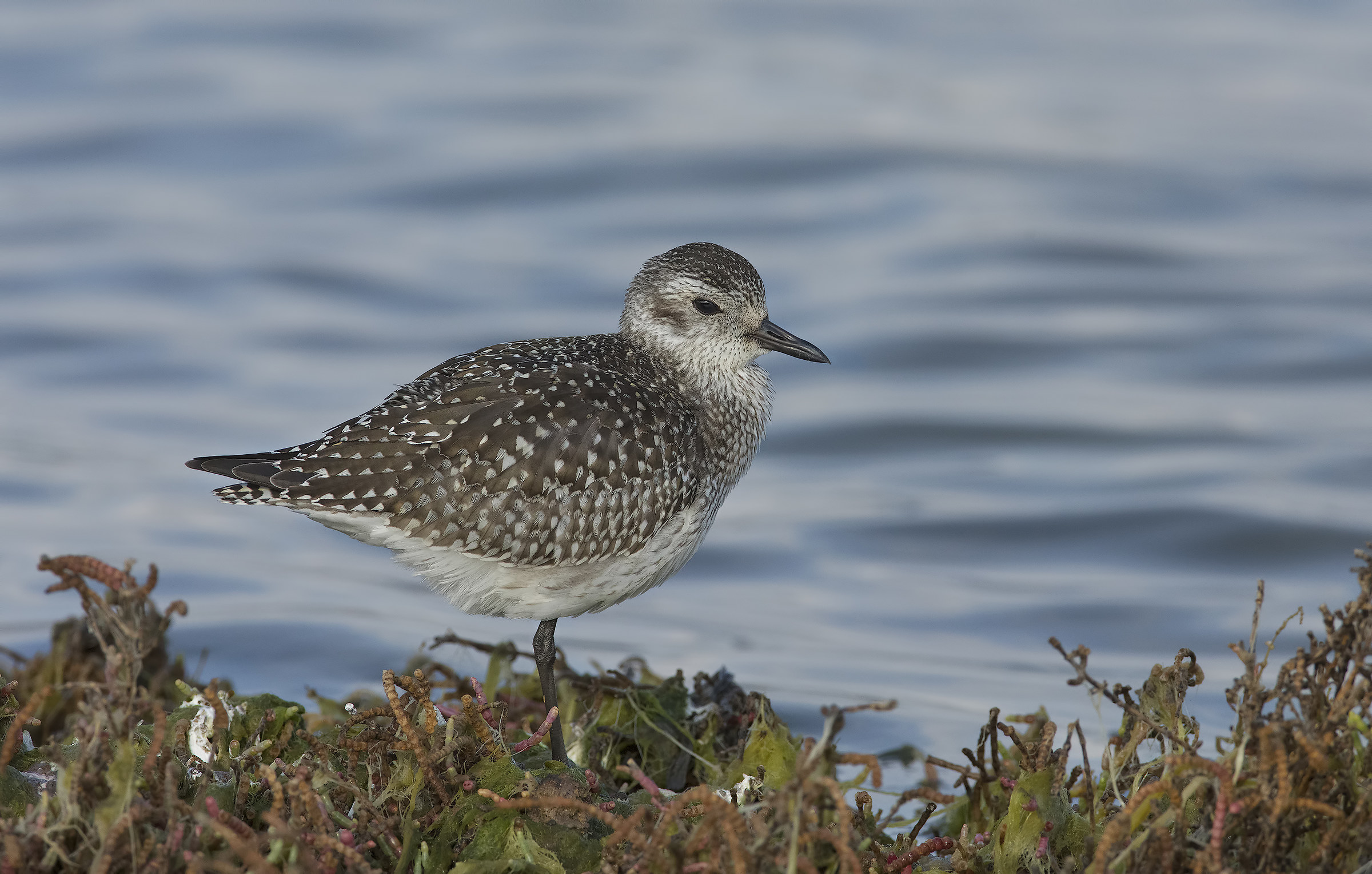 pivieressa (pluvialis squatarola).....verso destra