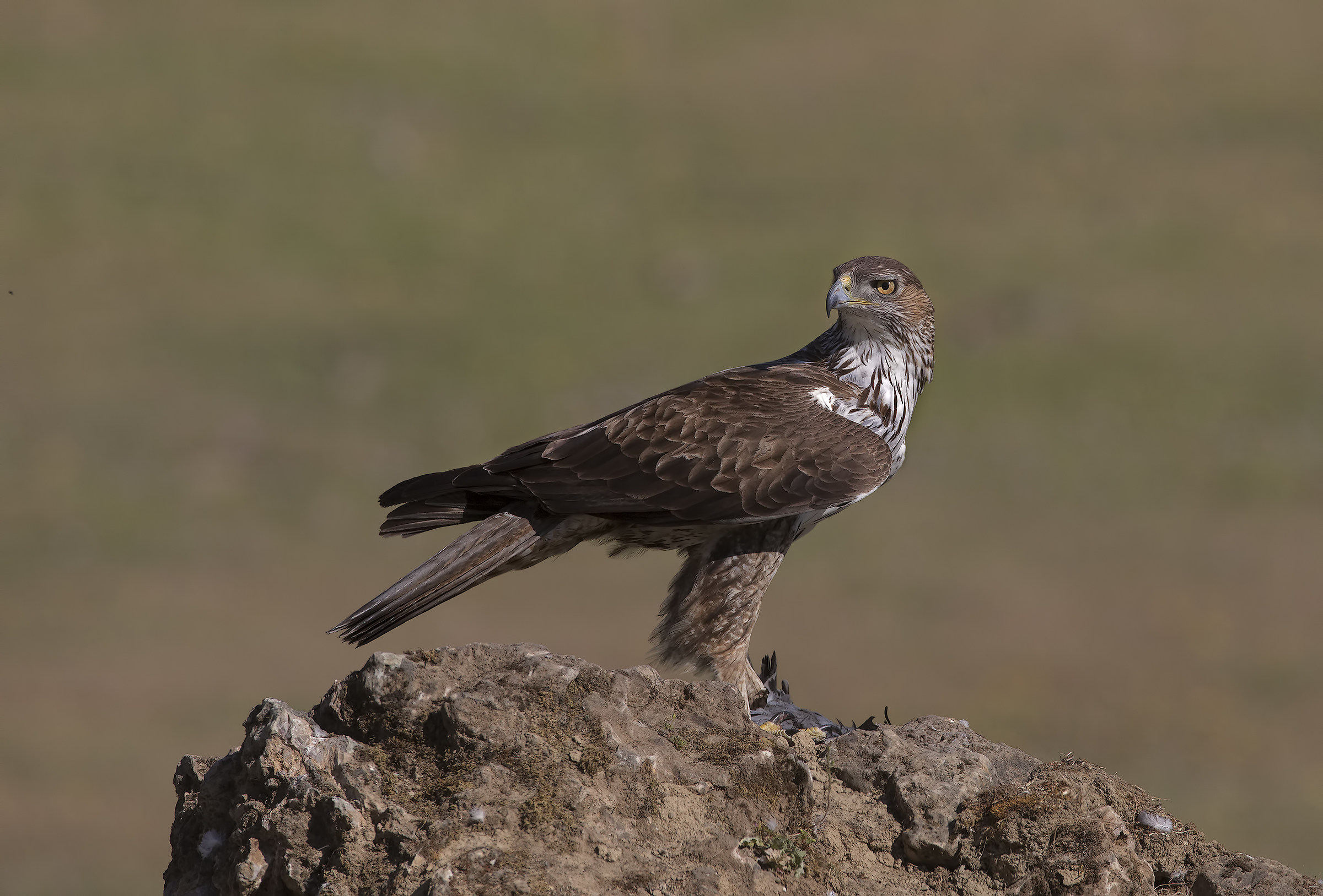 aquila del bonelli (aquila fasciata)