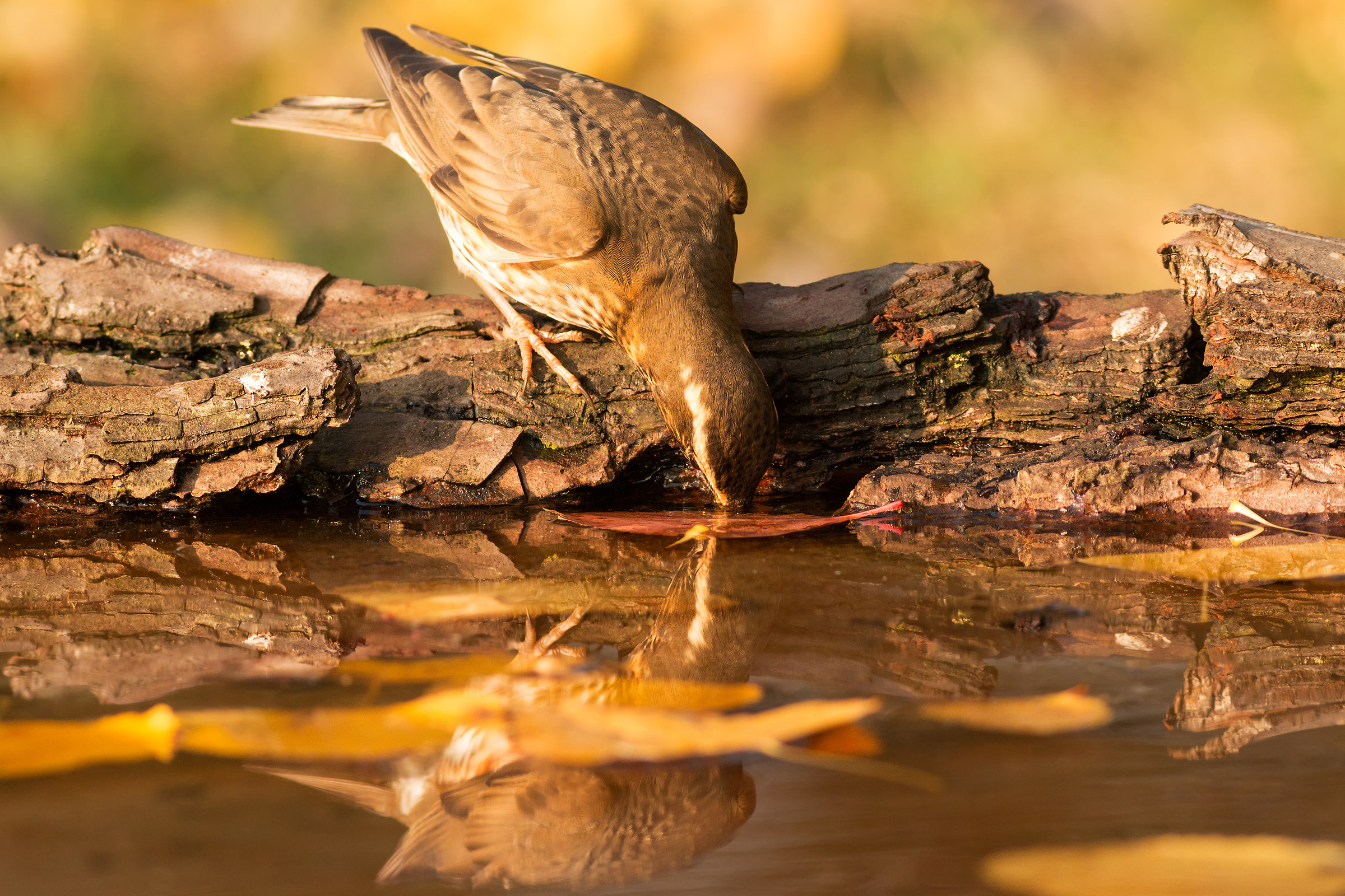 the drought of the sassello