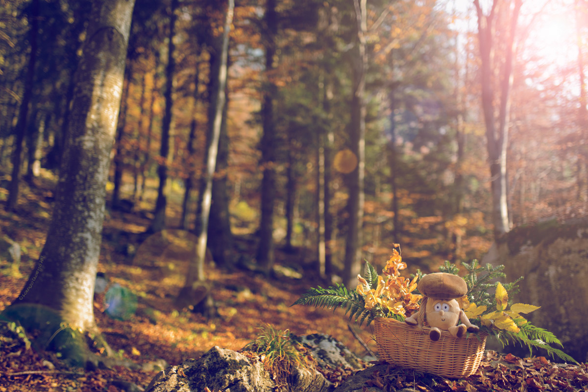Autumnal Basket