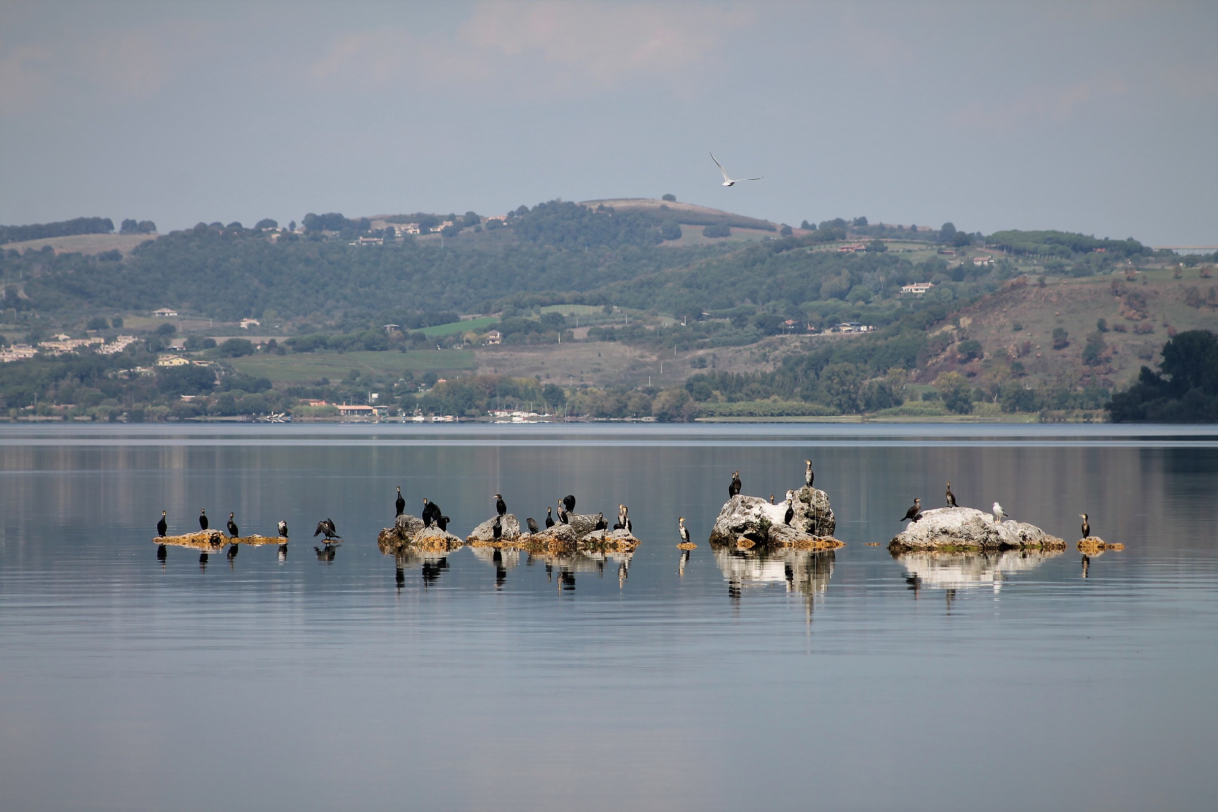 cormorants on Lake Bracciano
