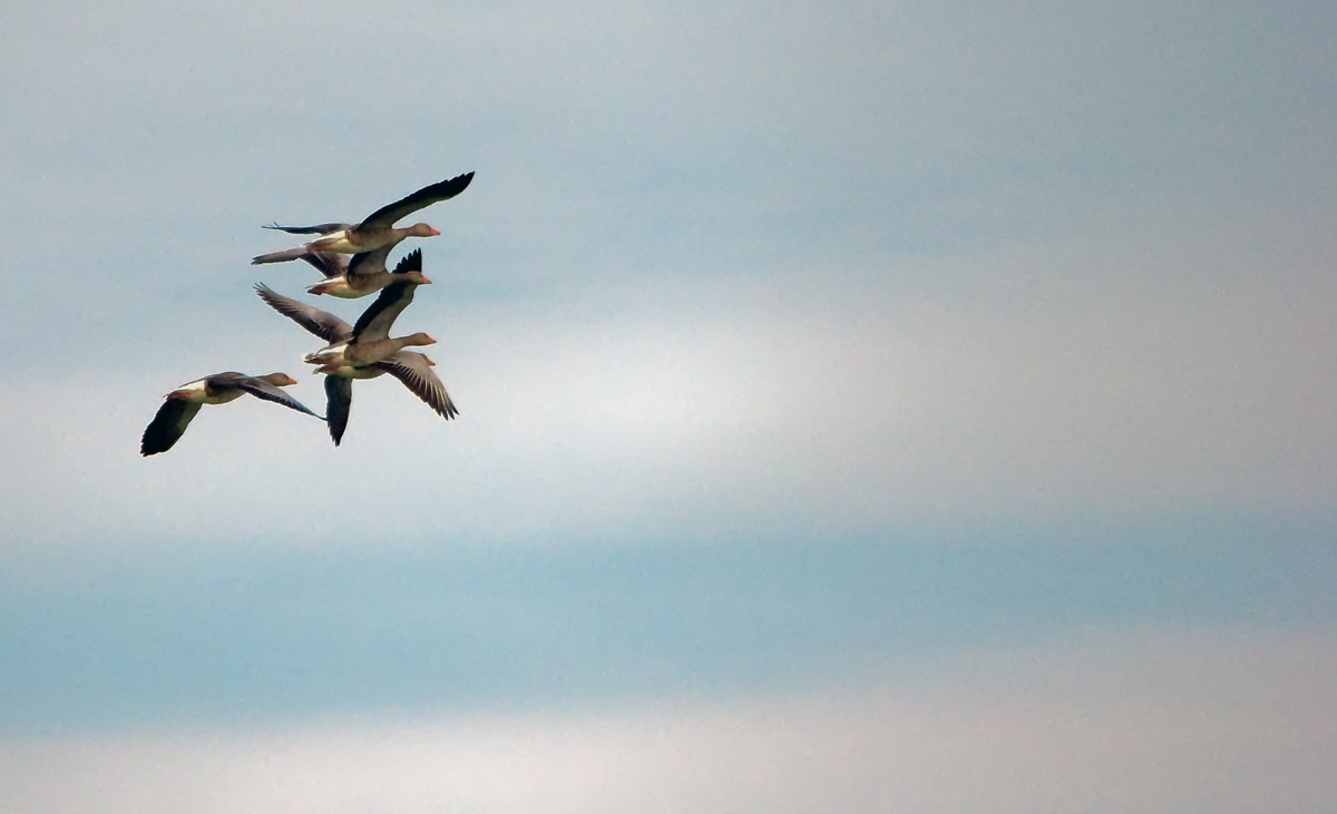 flight of geese