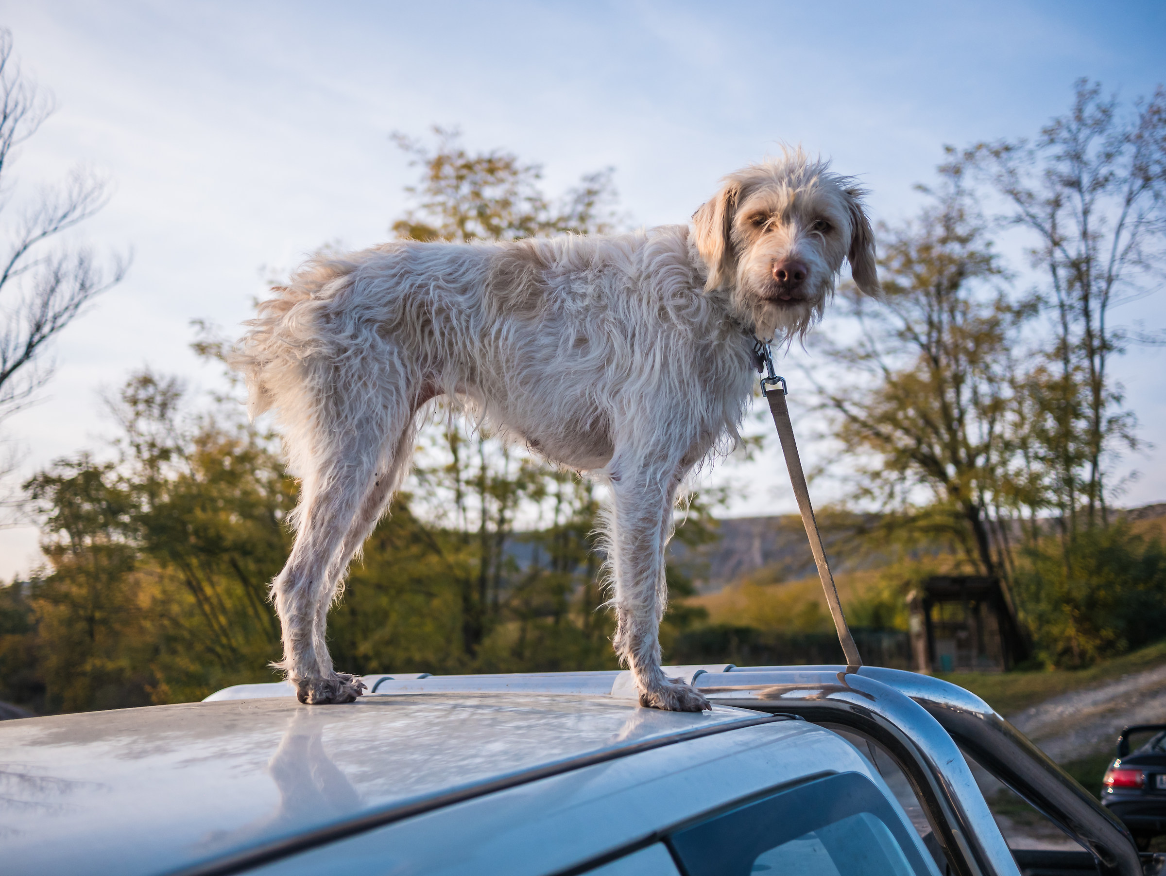 Waiting for the master