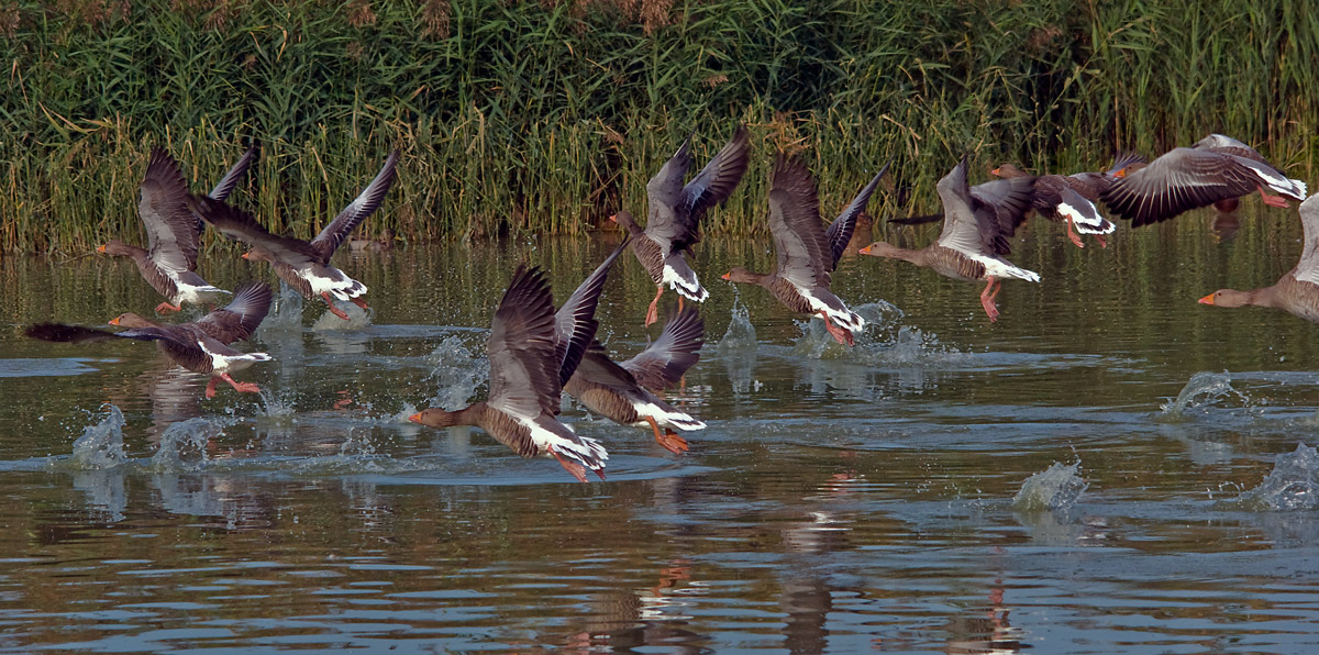 fledging of geese