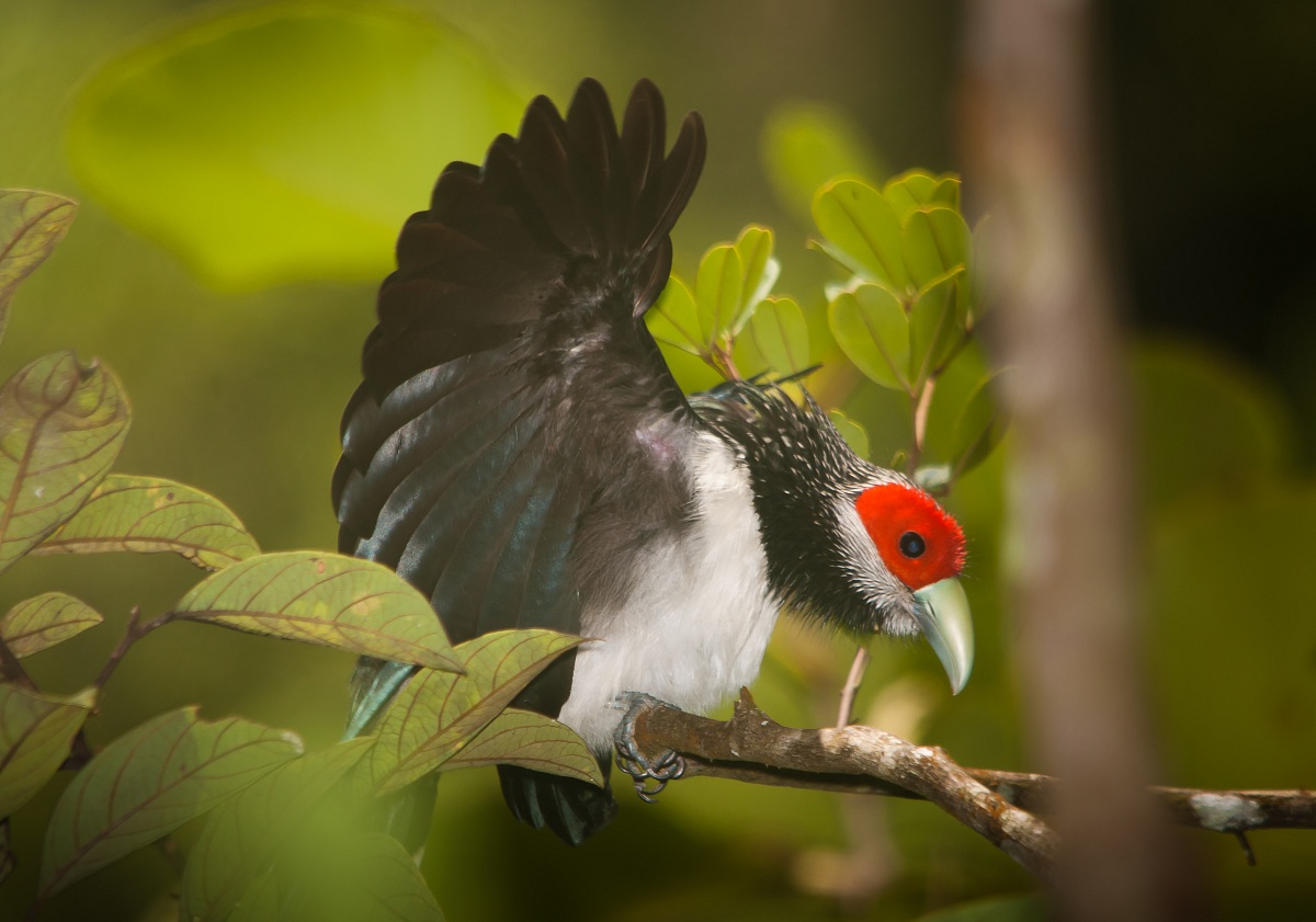 Red-Faced Malkoha