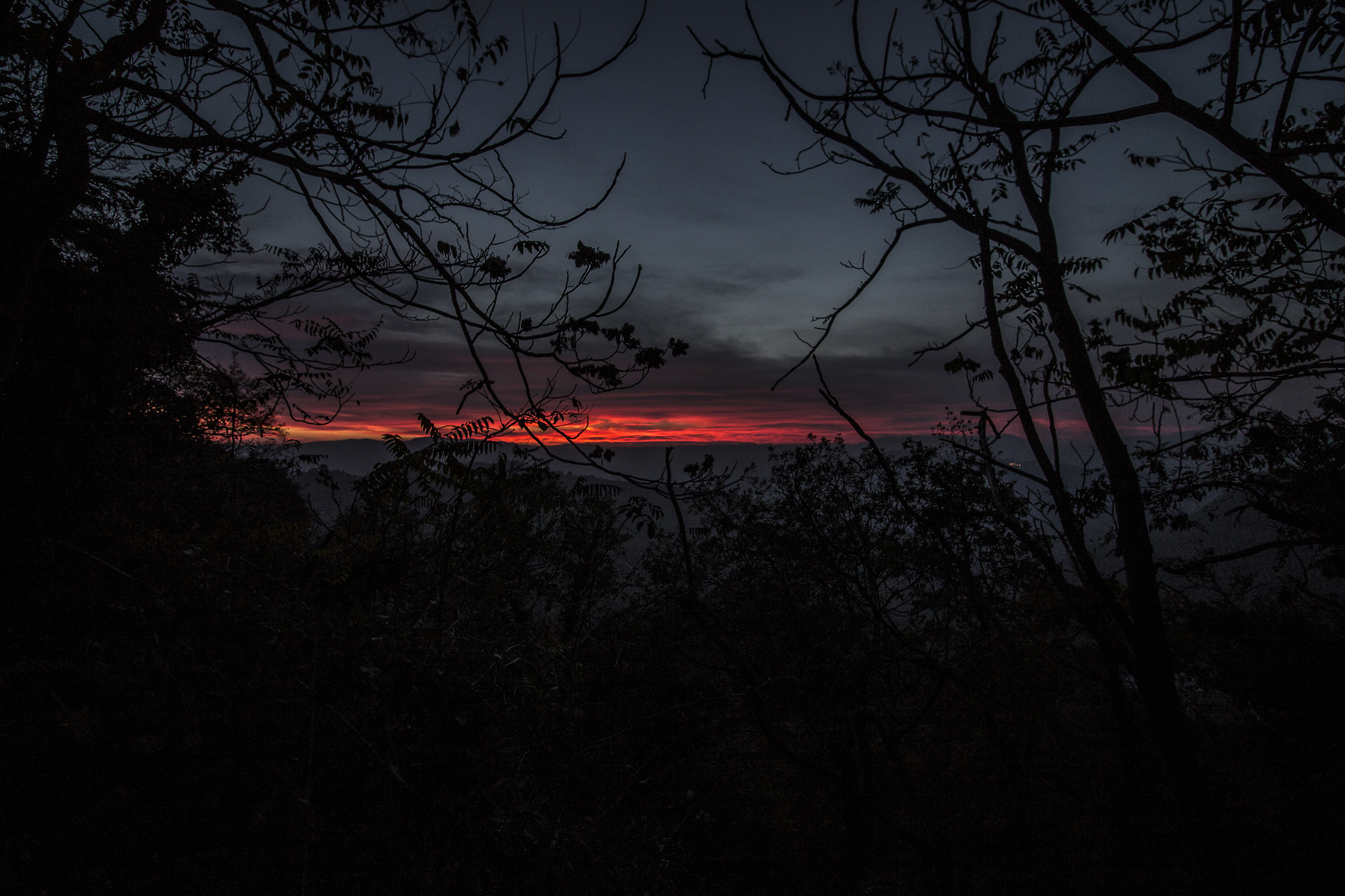 Between branches and sunsets