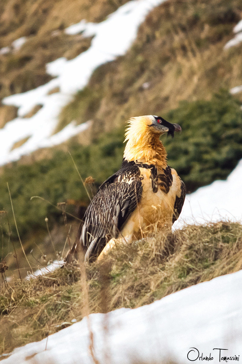 L'avvicinamento al gipeto, 1/3