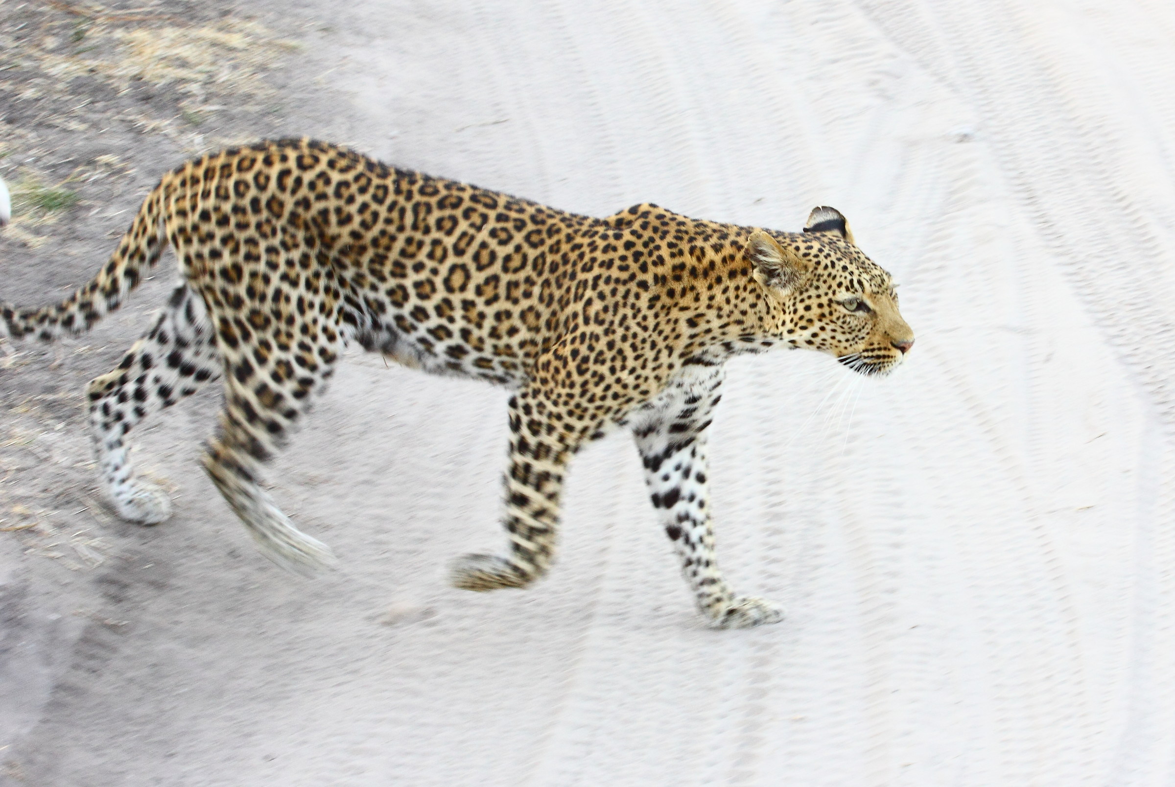Leopardo nel Chobe