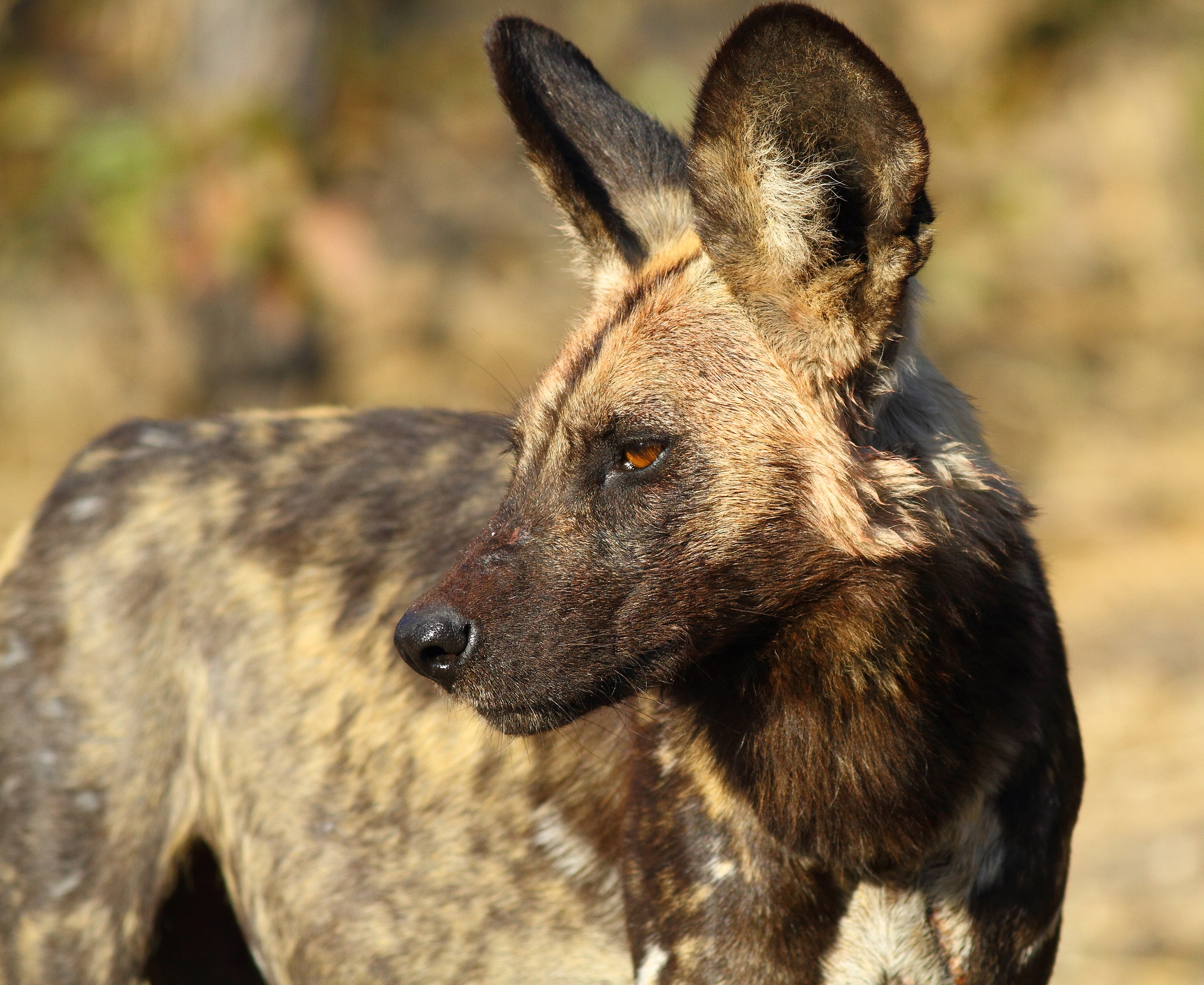 Licaone nel Moremi n:p: