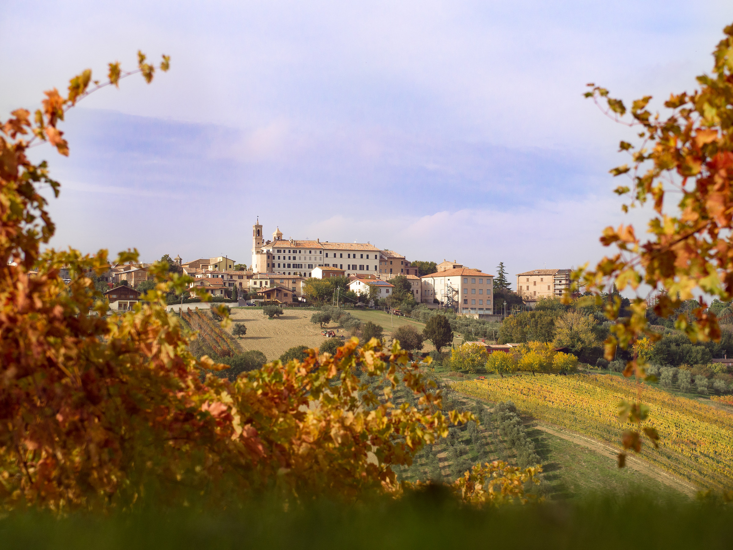 Autunno tra le vigne di Morro D'Alba