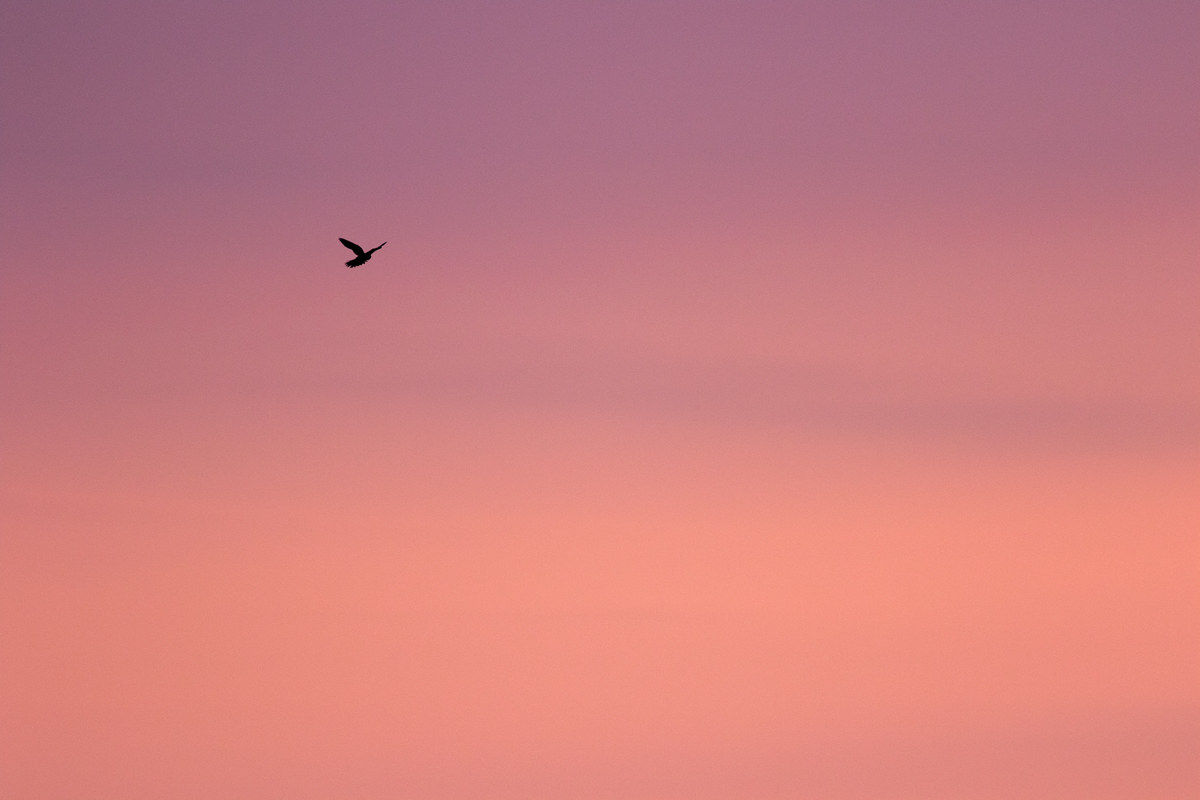 un tramonto col gheppio