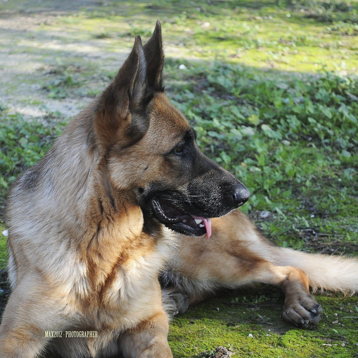 German Shepherd