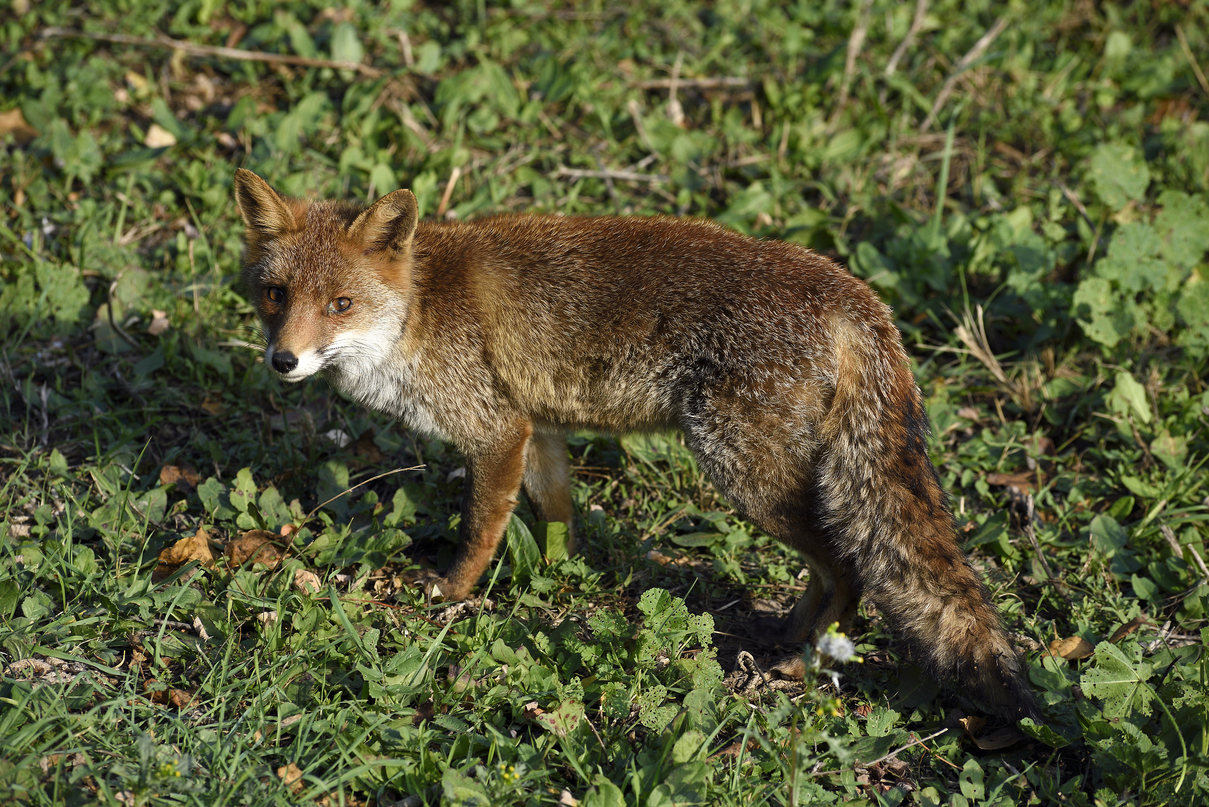 lucky encounters at villa pamphili