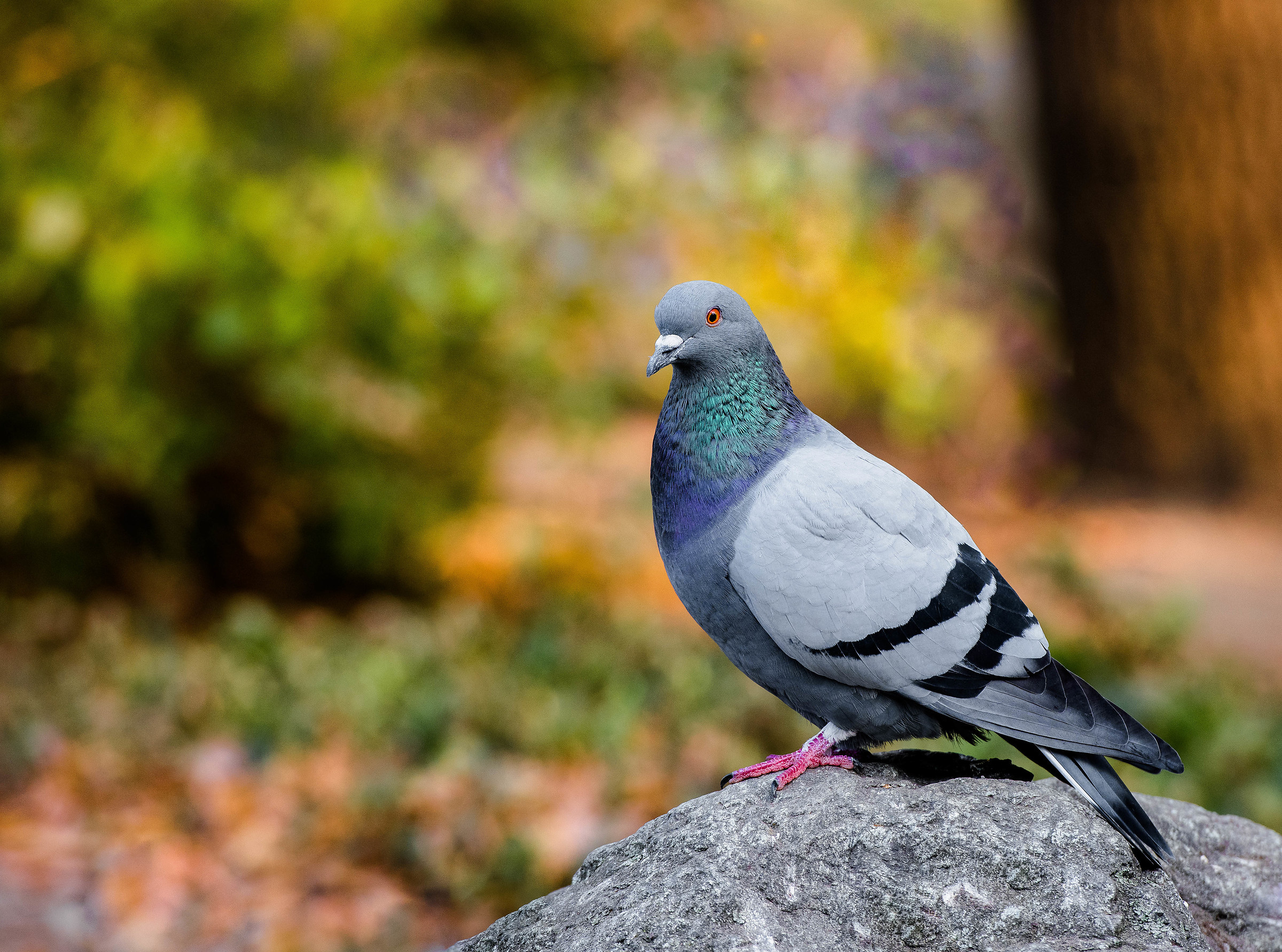 Piccione di stagione....................