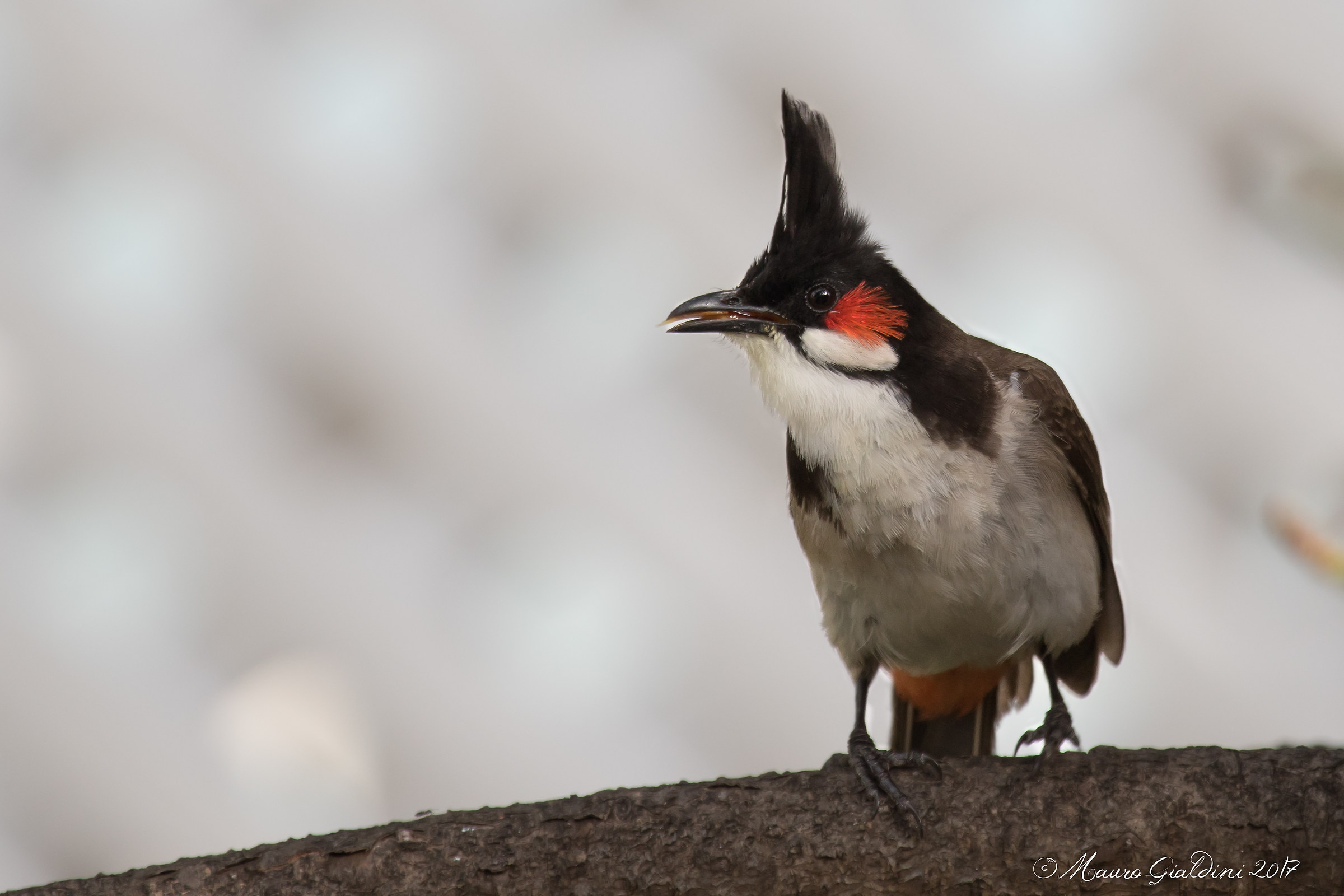 Bulbul dai mustacchi rossi