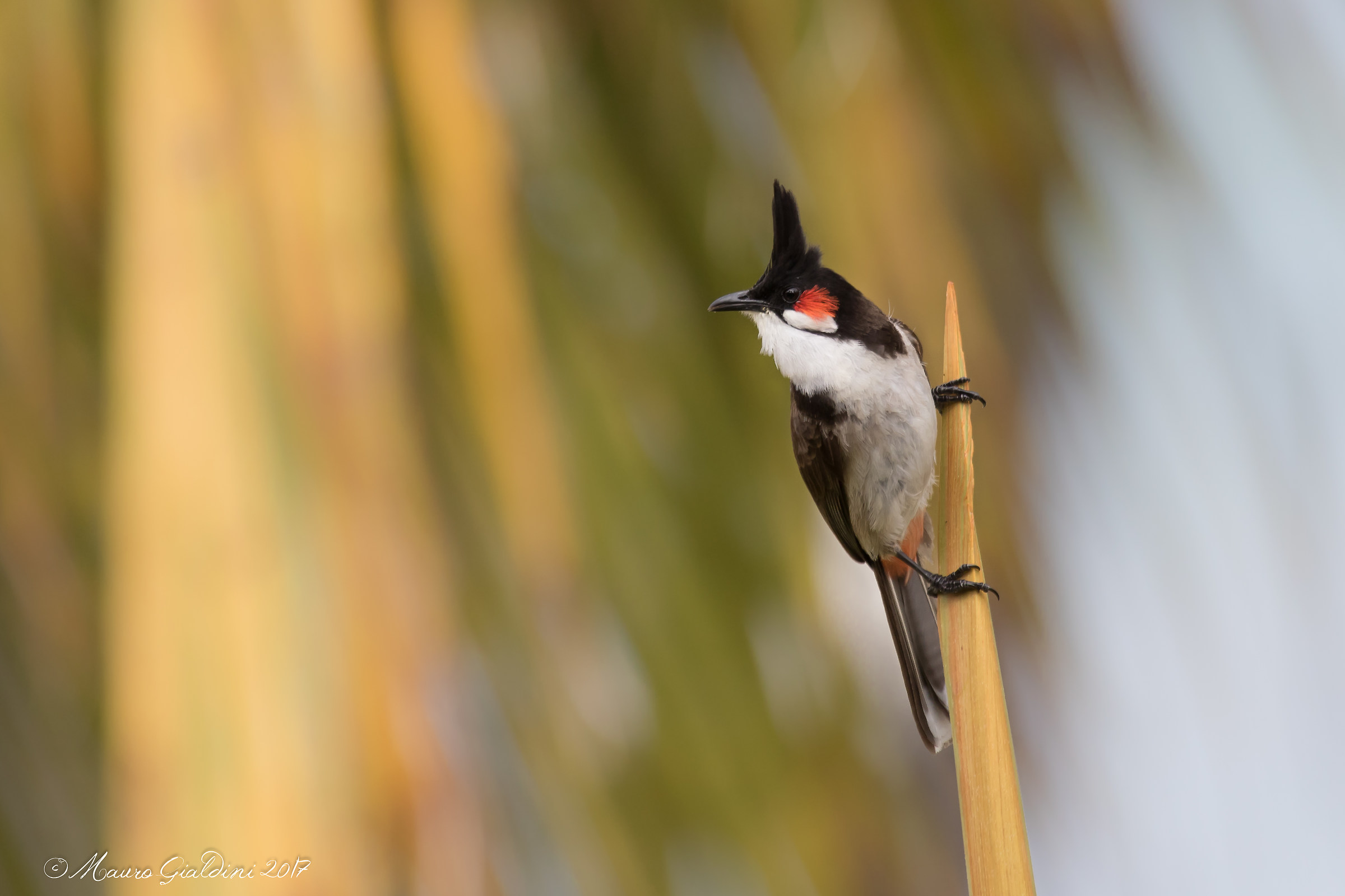 Bulbul dai mustacchi rossi