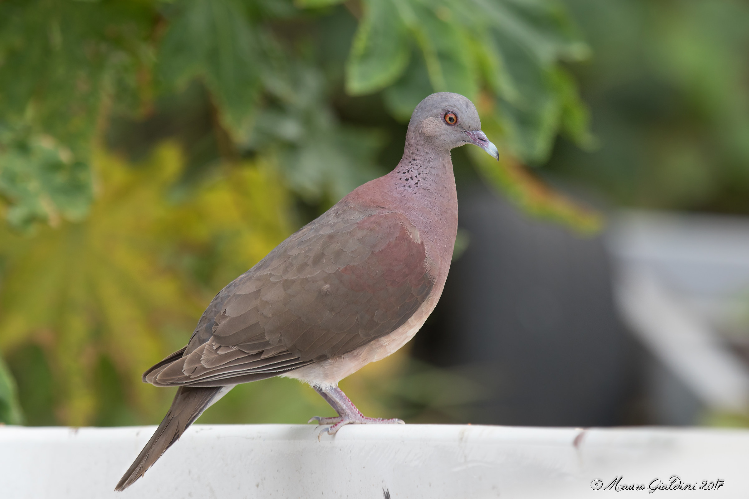 Tortora del Madagascar
