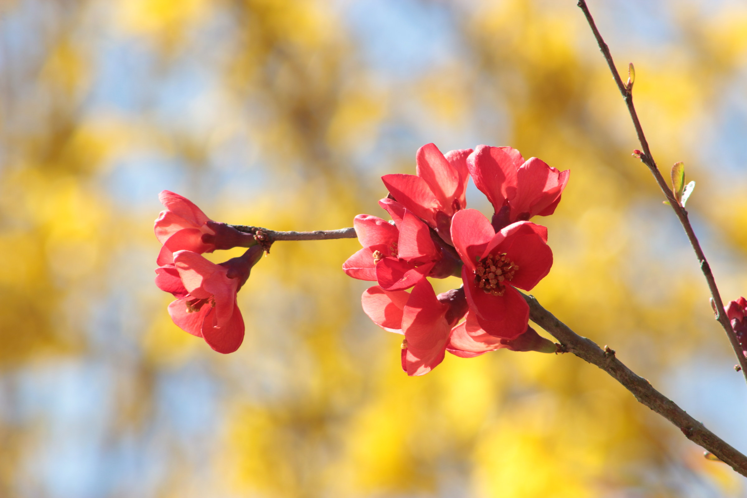 La natura dei colori