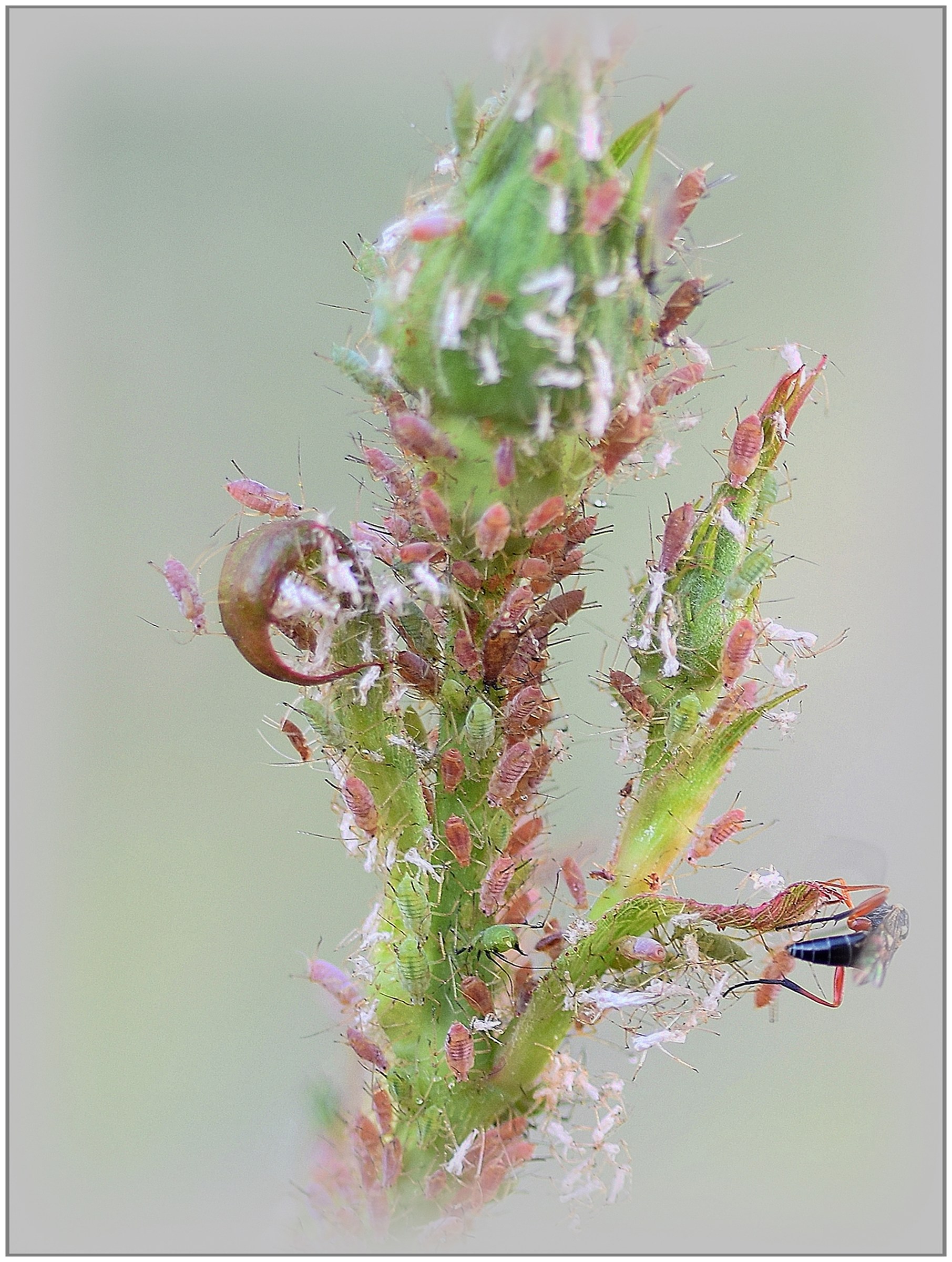 Afidi su boccio di rosa