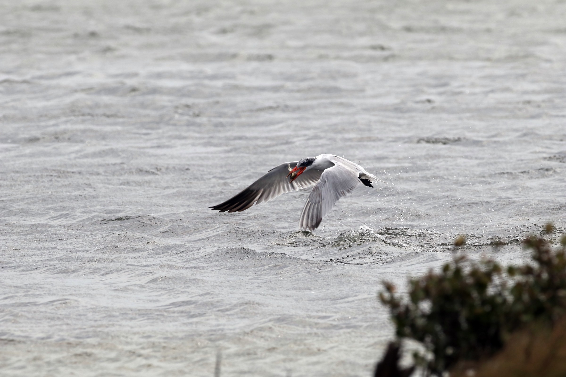 Caspian Tern