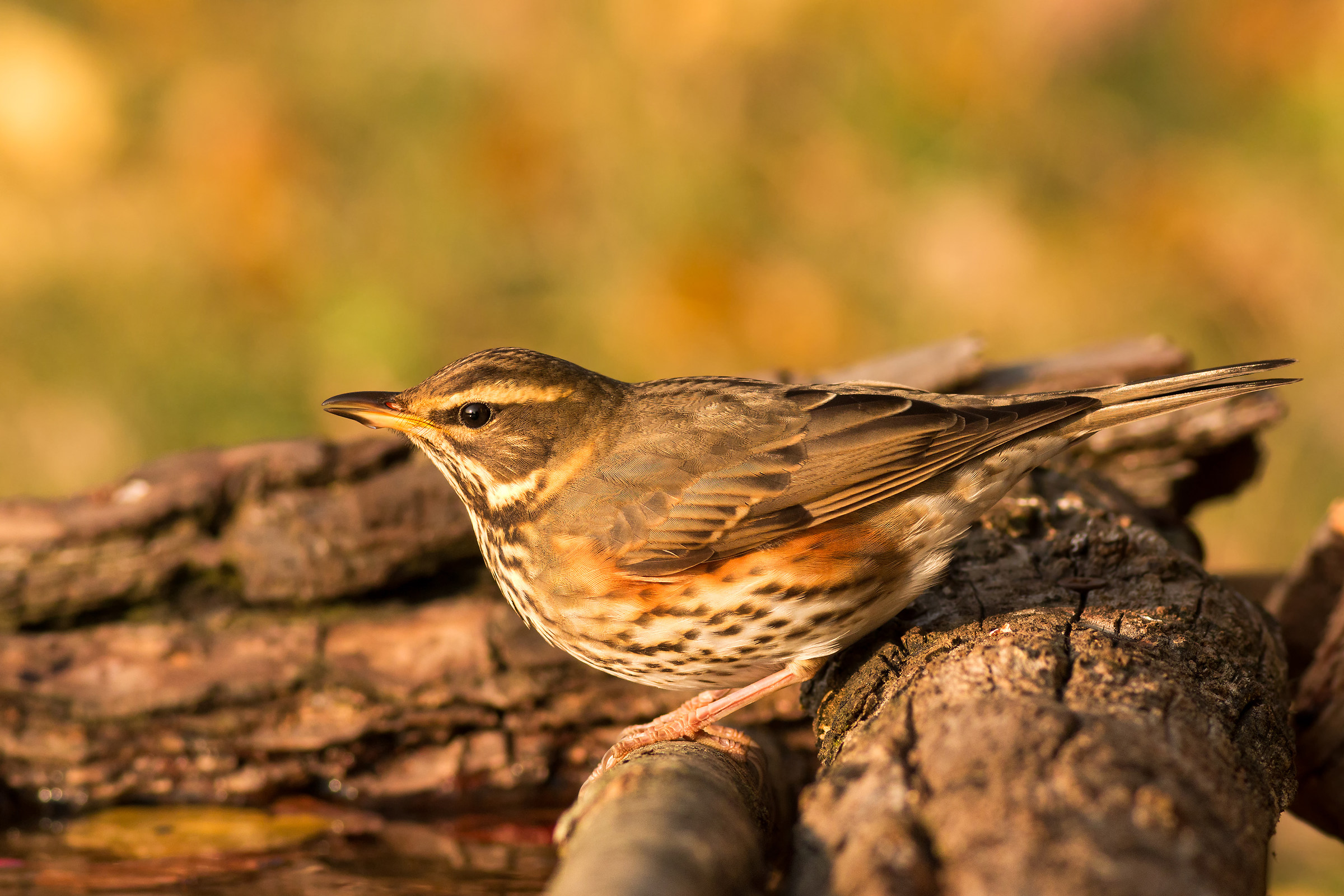 the last lights on the dagger thrush