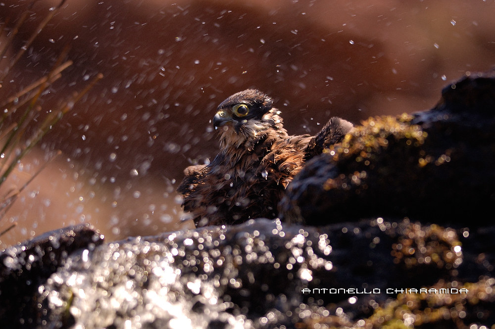 Falco Eleonorae Clear Phase