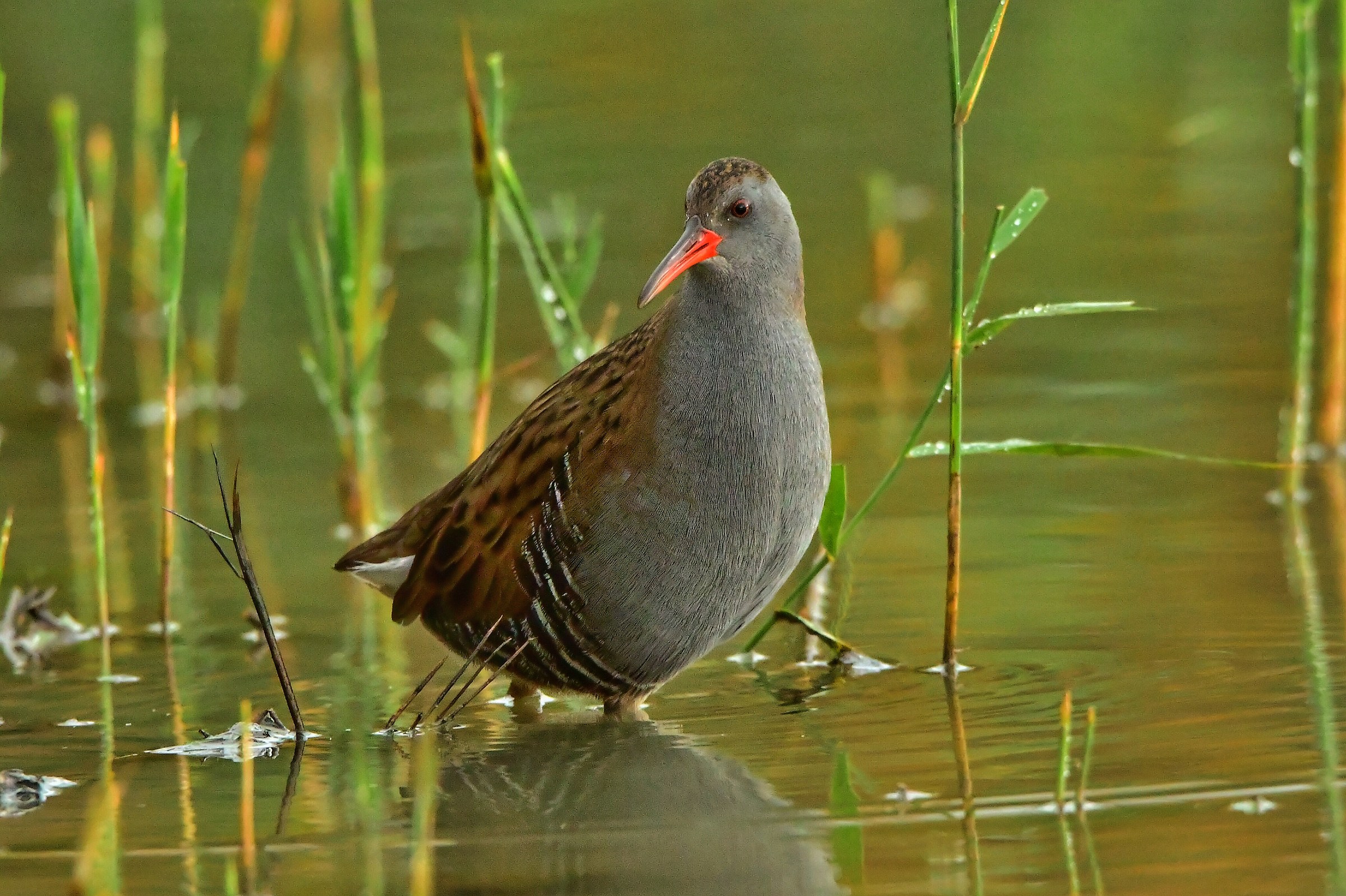 Water Rail