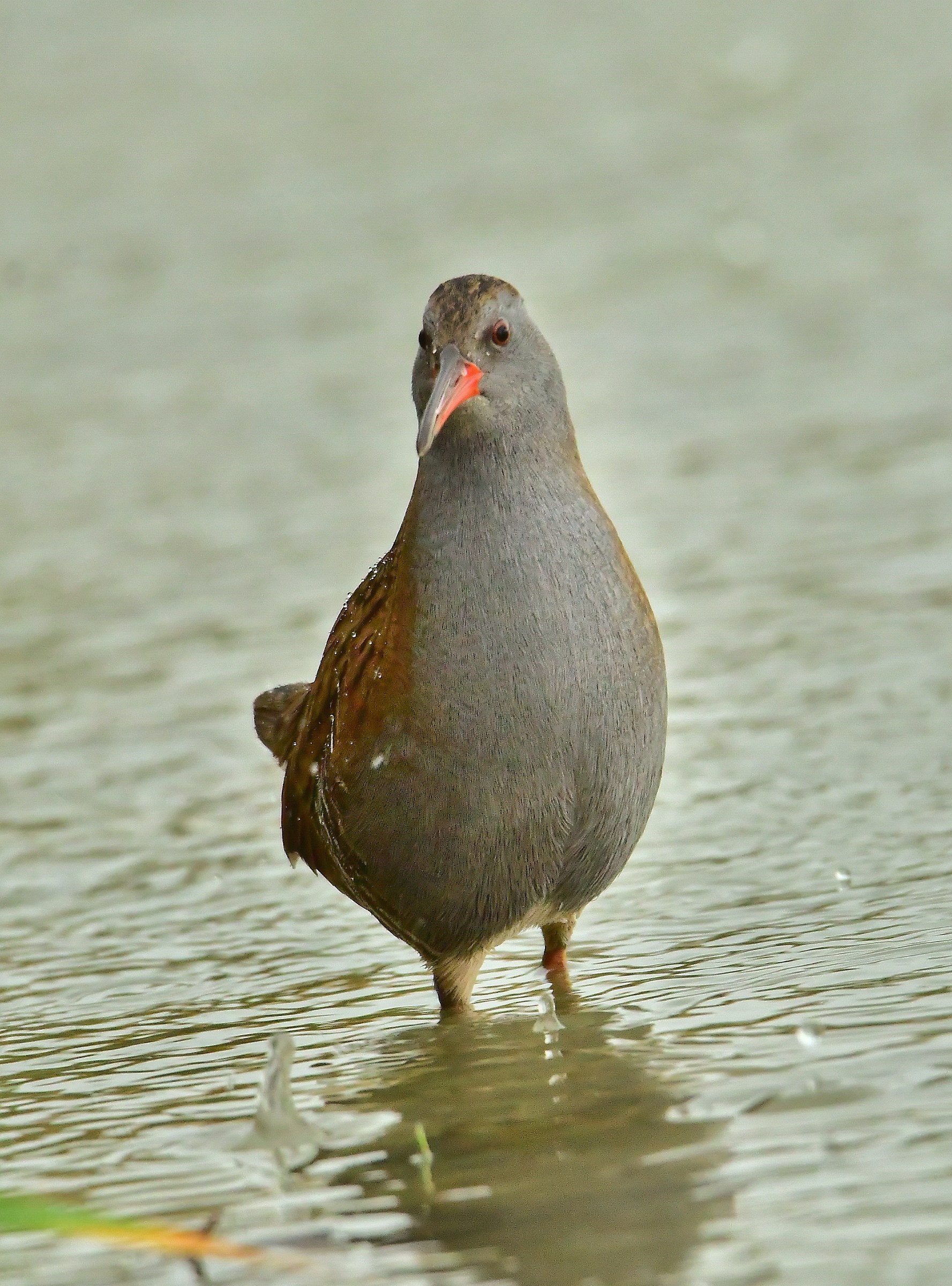 Water Rail