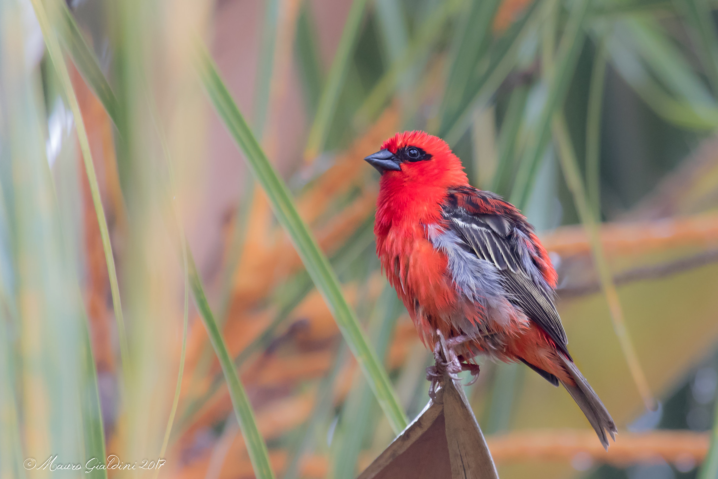 Tessitore fiammante (Foudia madagascariensis)