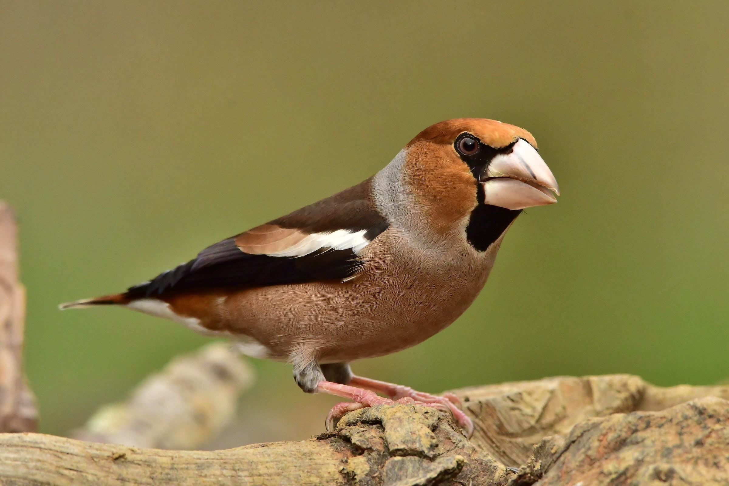 Grosbeak