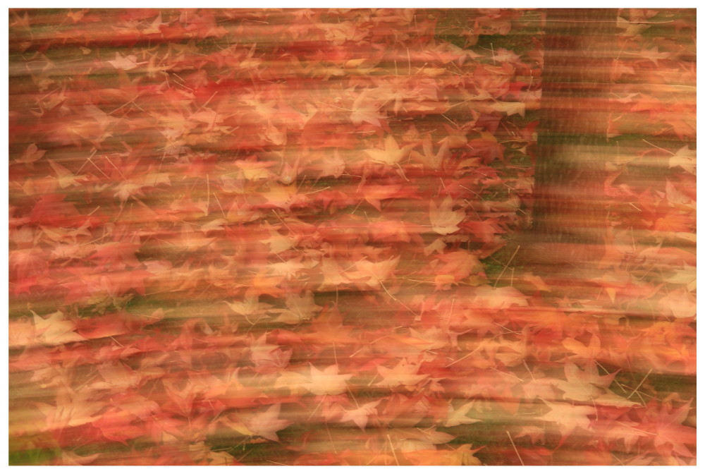 Astratto autunnale_3