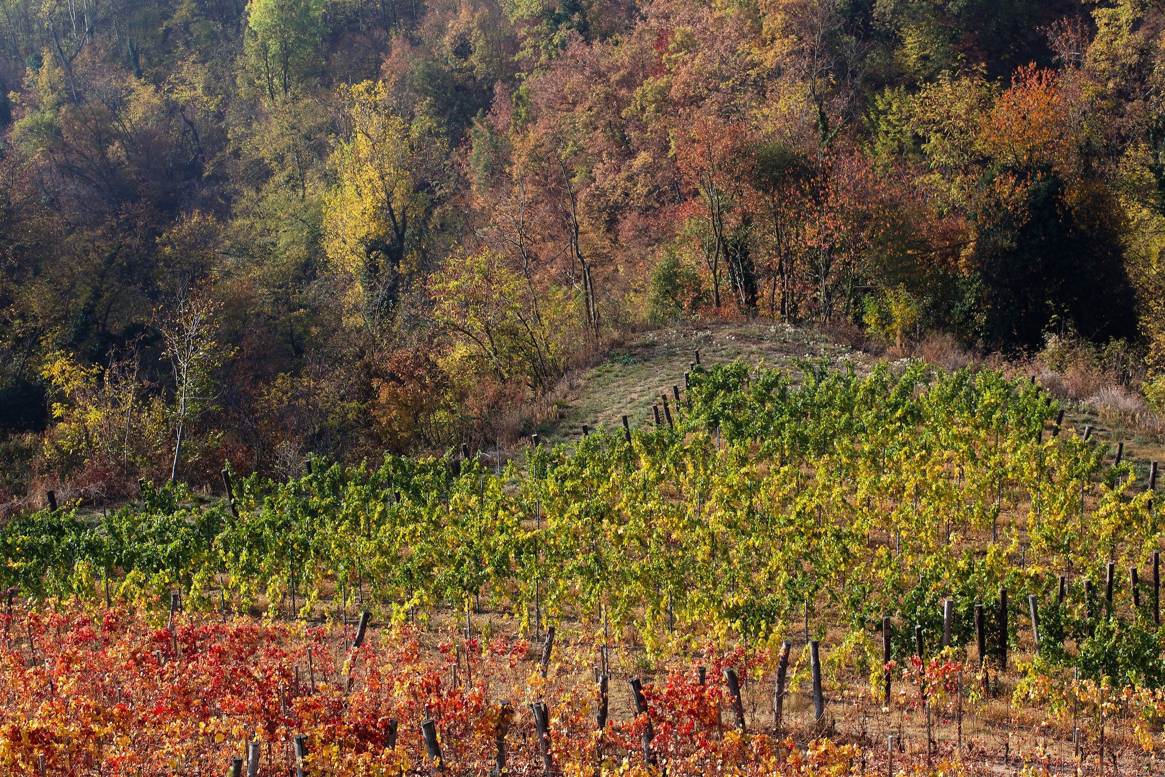 Vigneto ai confini col bosco