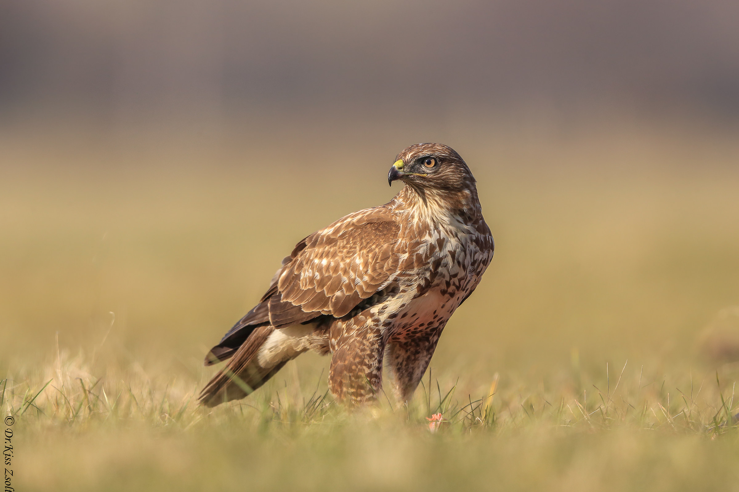Buzzard sul prato