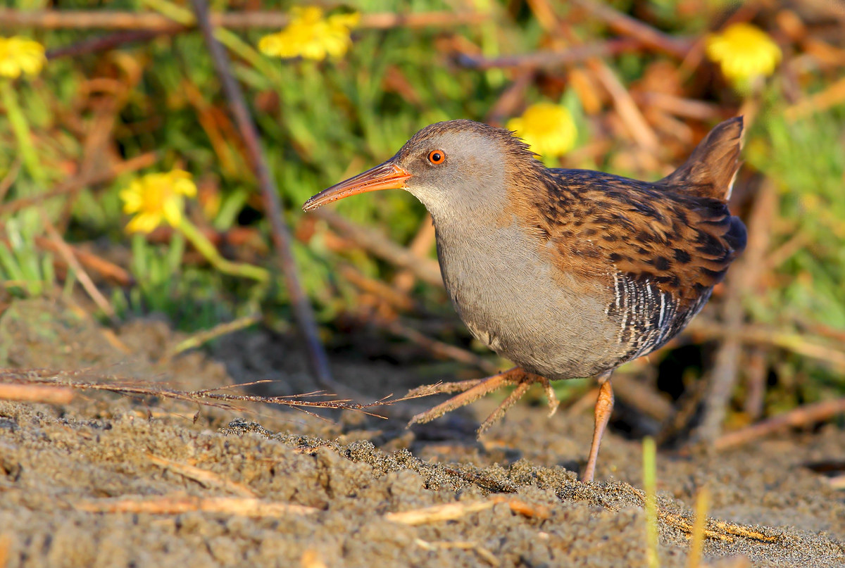 Water Rail